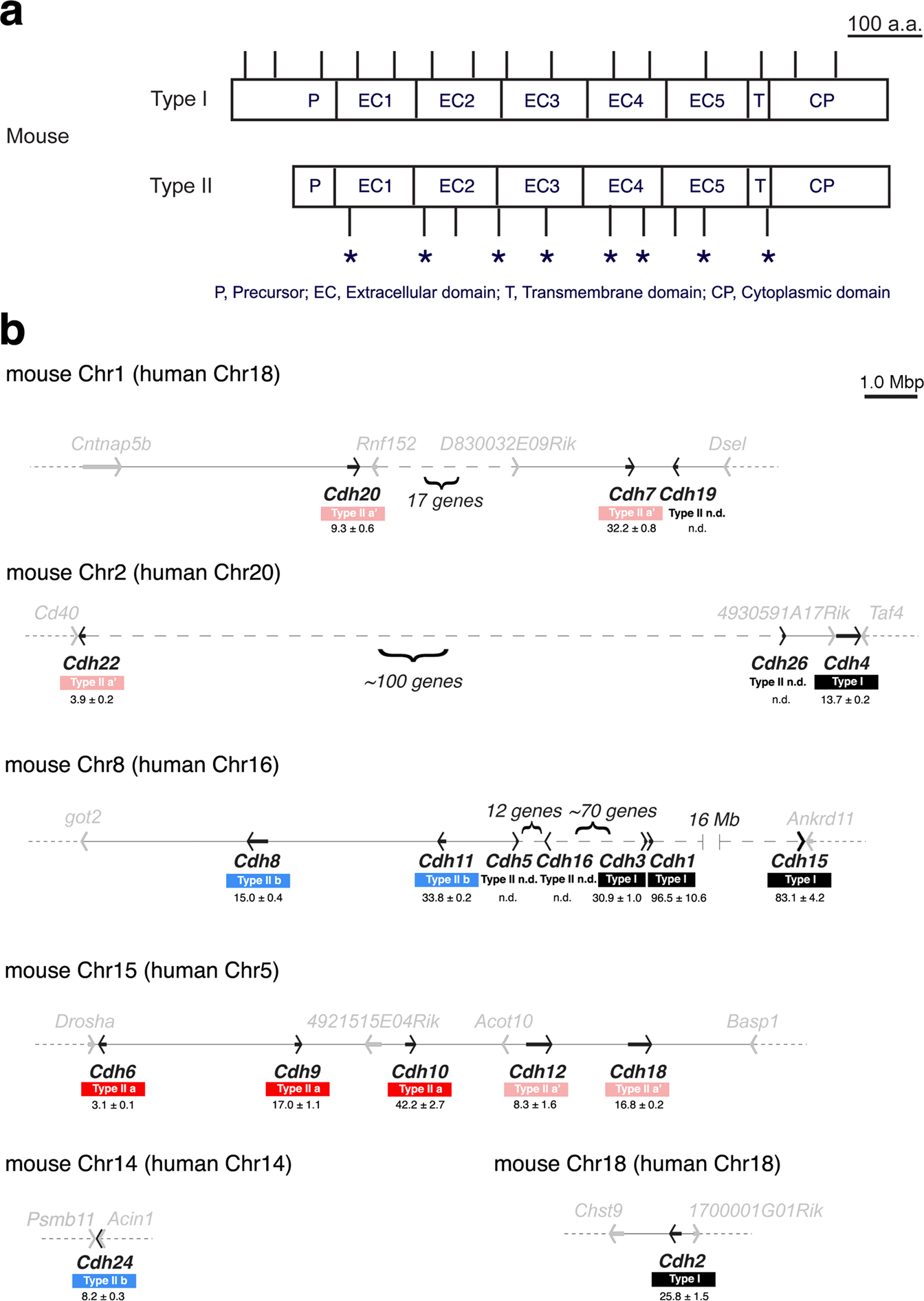 Redundant Type Ii Cadherins Define Neuroepithelial Cell States For Cytoarchitectonic Robustness Communications Biology