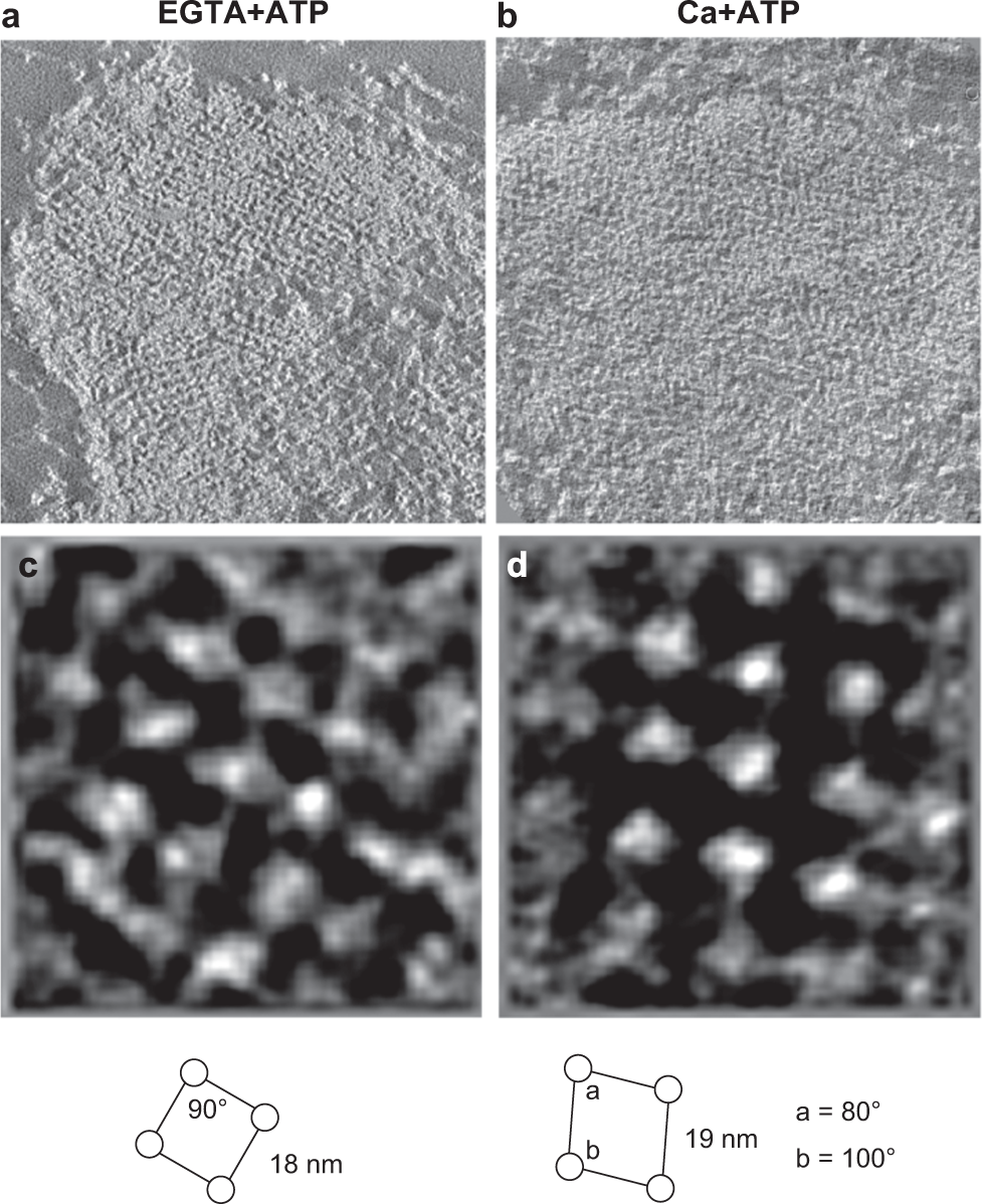 Cryo-electron tomography of cardiac myofibrils reveals a 3D lattice spring  within the Z-discs