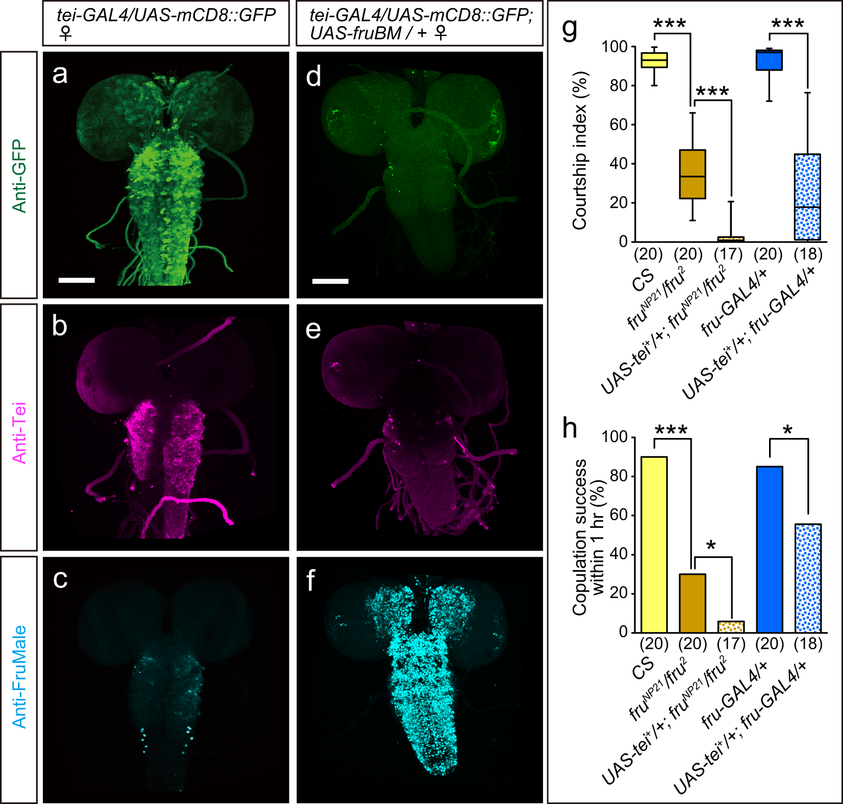 Fig. 6: Overexpression of FruM represses tei expression in the larval CNS.