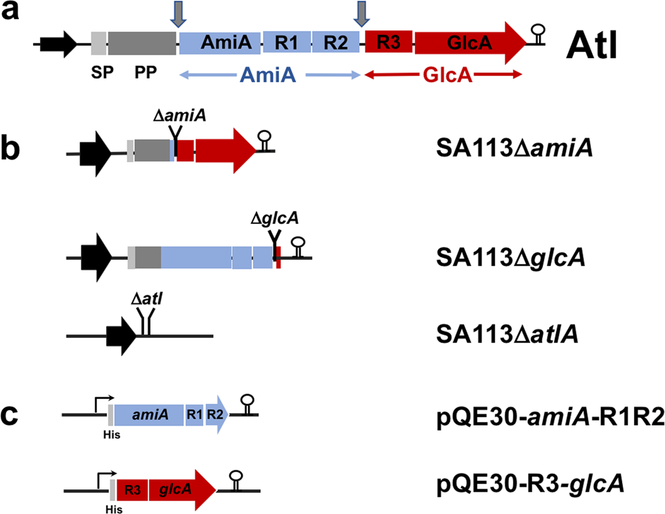 Novel Genetic Insights into Staphylococcus aureus Uncovered