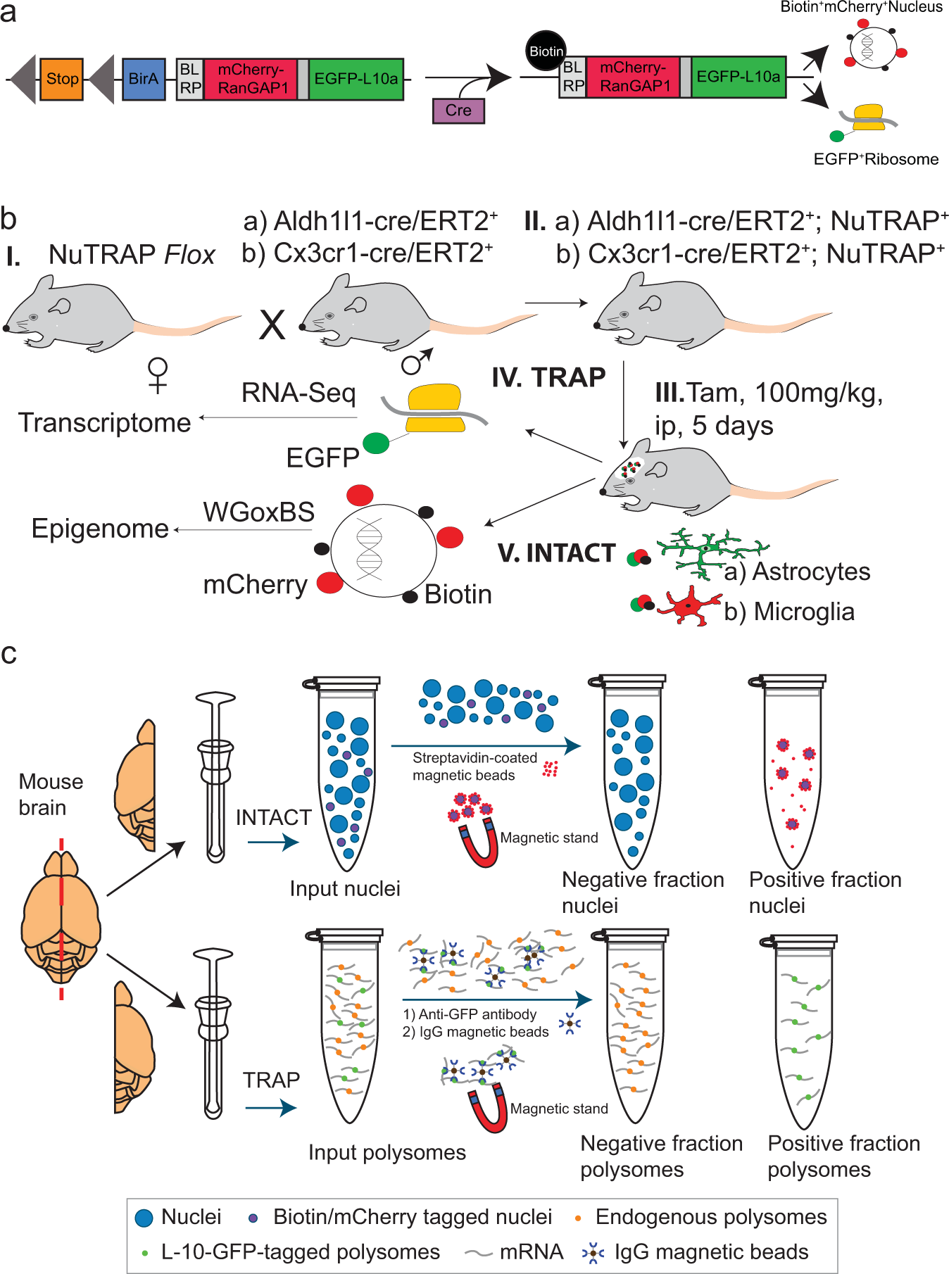 Inducible cell-specific mouse models for paired epigenetic and  transcriptomic studies of microglia and astroglia | Communications Biology