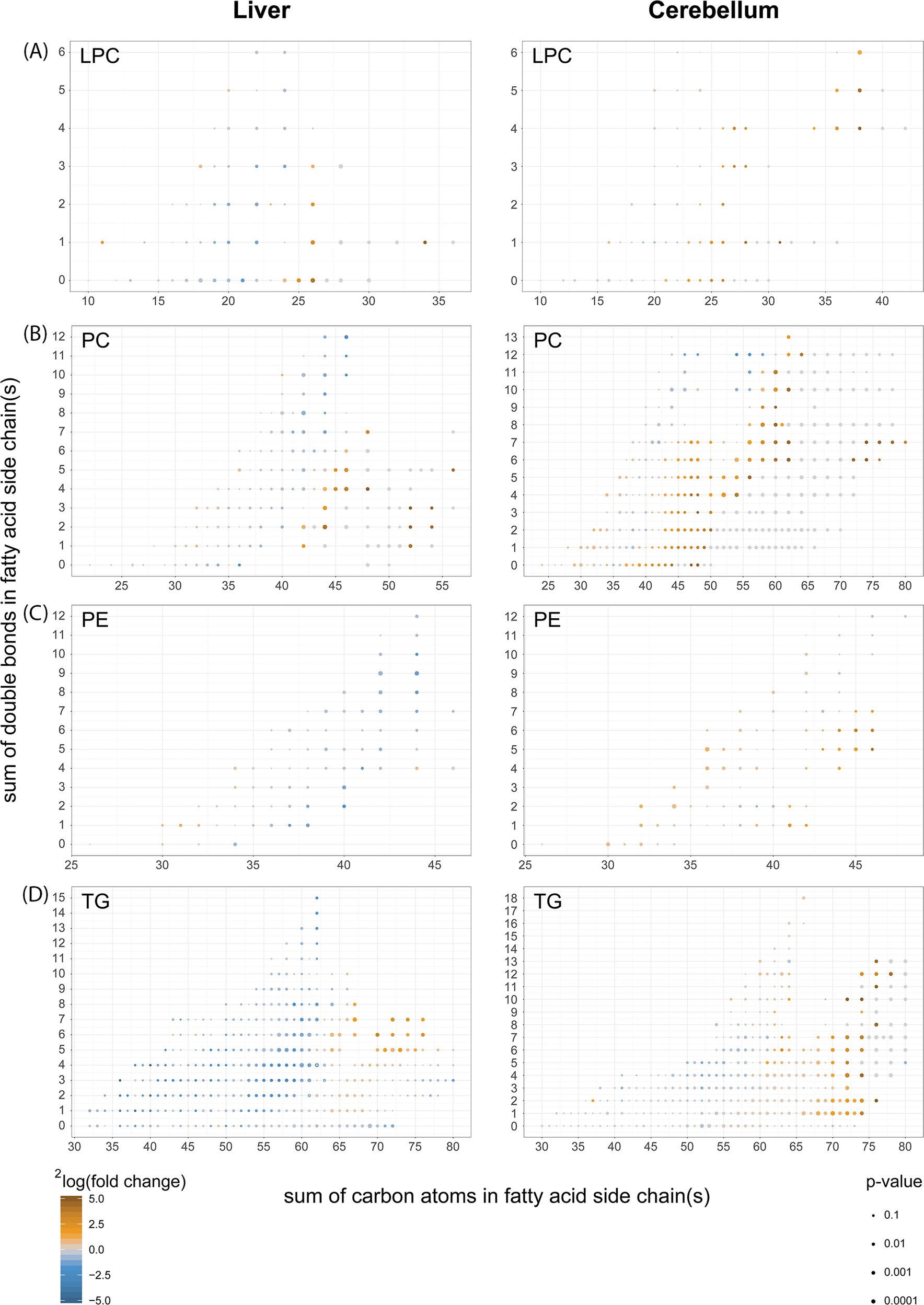 Fig. 8: Fatty acid composition of phospholipids from cerebelli and livers of Acbd5−/− mice.