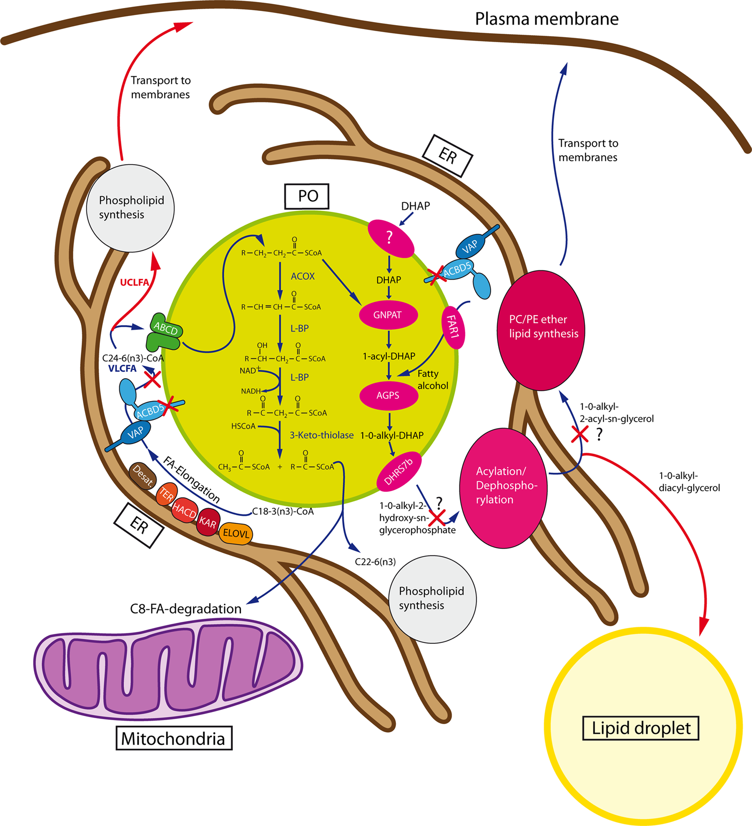 Fig. 9: Alterations in lipid metabolism induced by the lack of ACBD5.