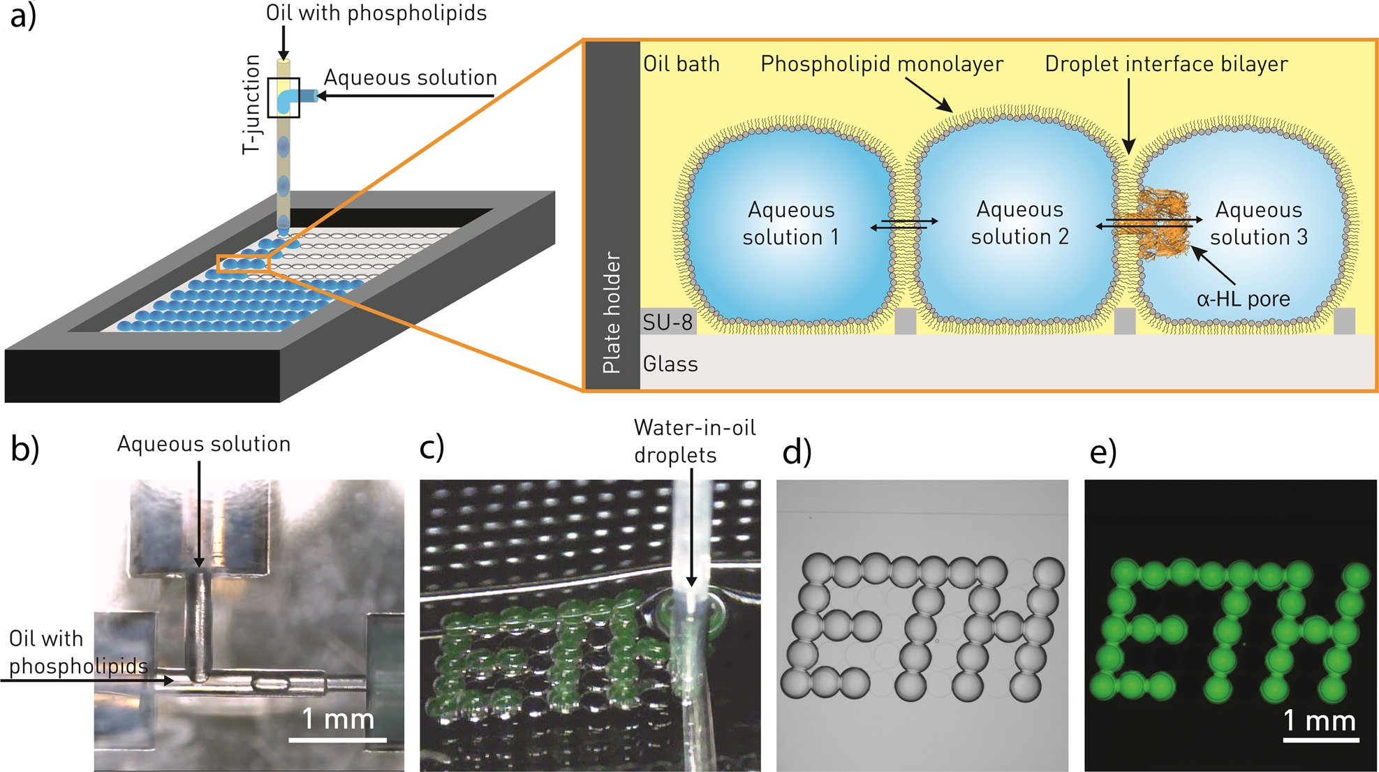 Microfluidic platform enables tailored translocation and reaction cascades  in nanoliter droplet networks | Communications Biology
