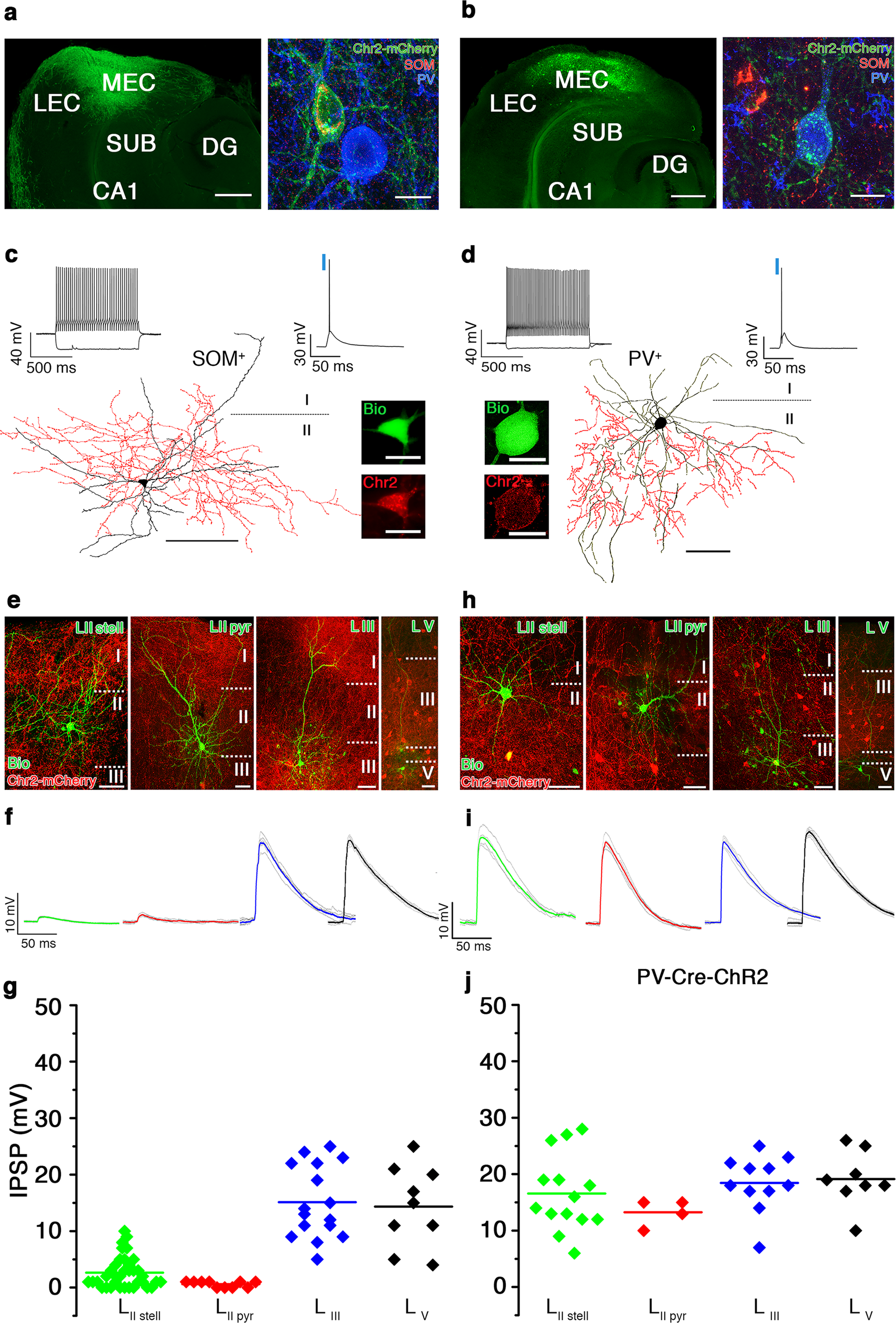 Somatostatin expressing GABAergic interneurons in the medial entorhinal  cortex preferentially inhibit layerIII-V pyramidal cells | Communications  Biology
