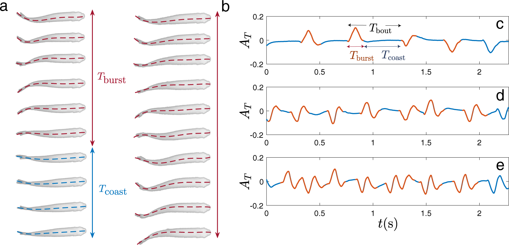 Rainbow trout with the body deformation (a-normal, b-shortening of