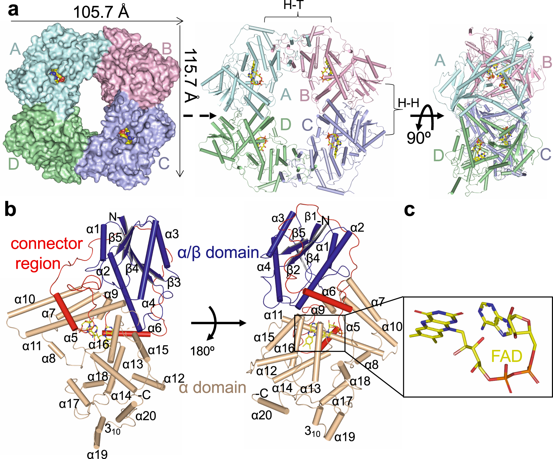 Structural Insights Into Photoactivation Of Plant Cryptochrome 2 Communications Biology