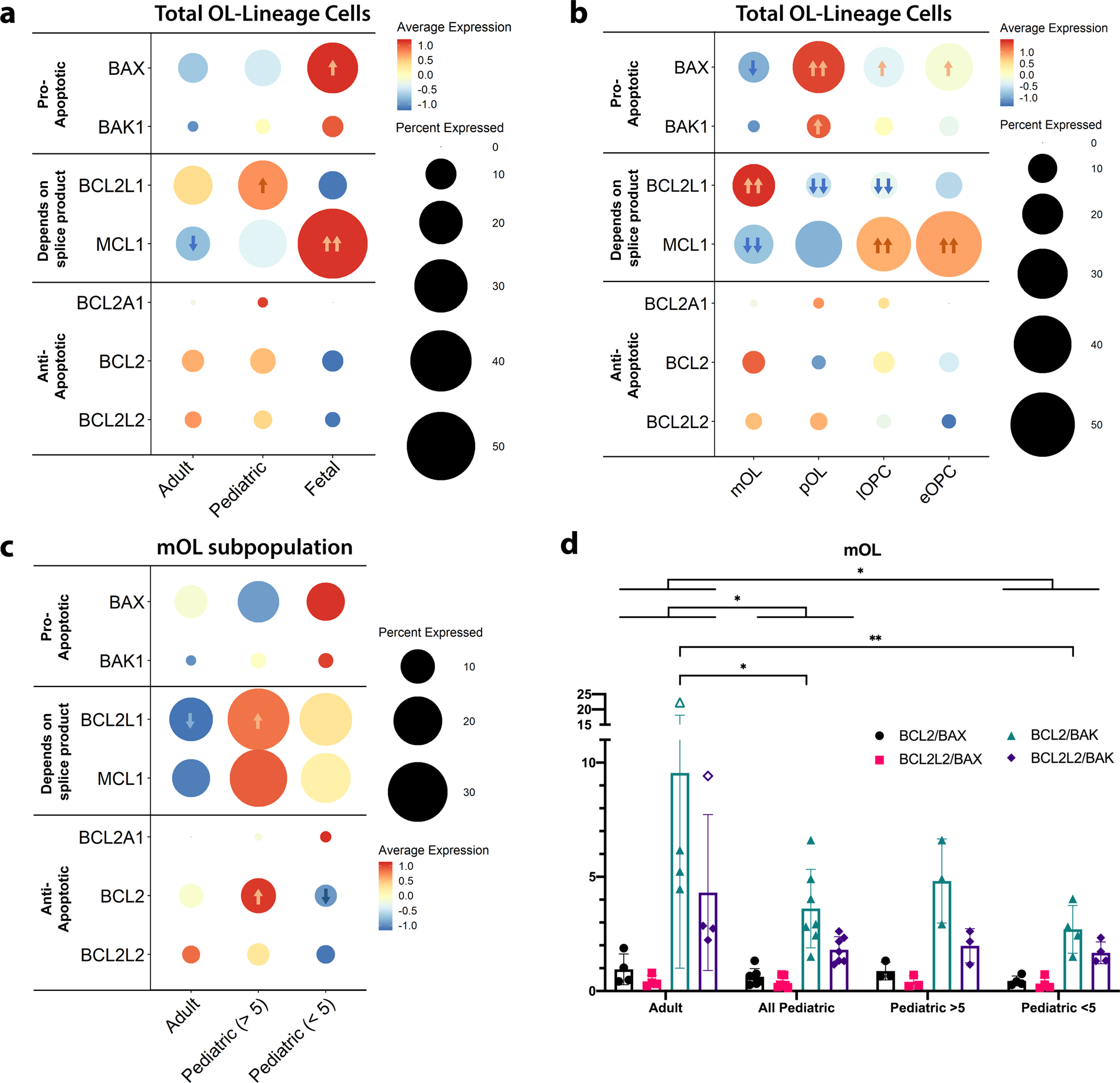 Fig. 3: Differential baseline BCL-2 family gene expression in adult, pediatric and fetal OL-lineage cells.