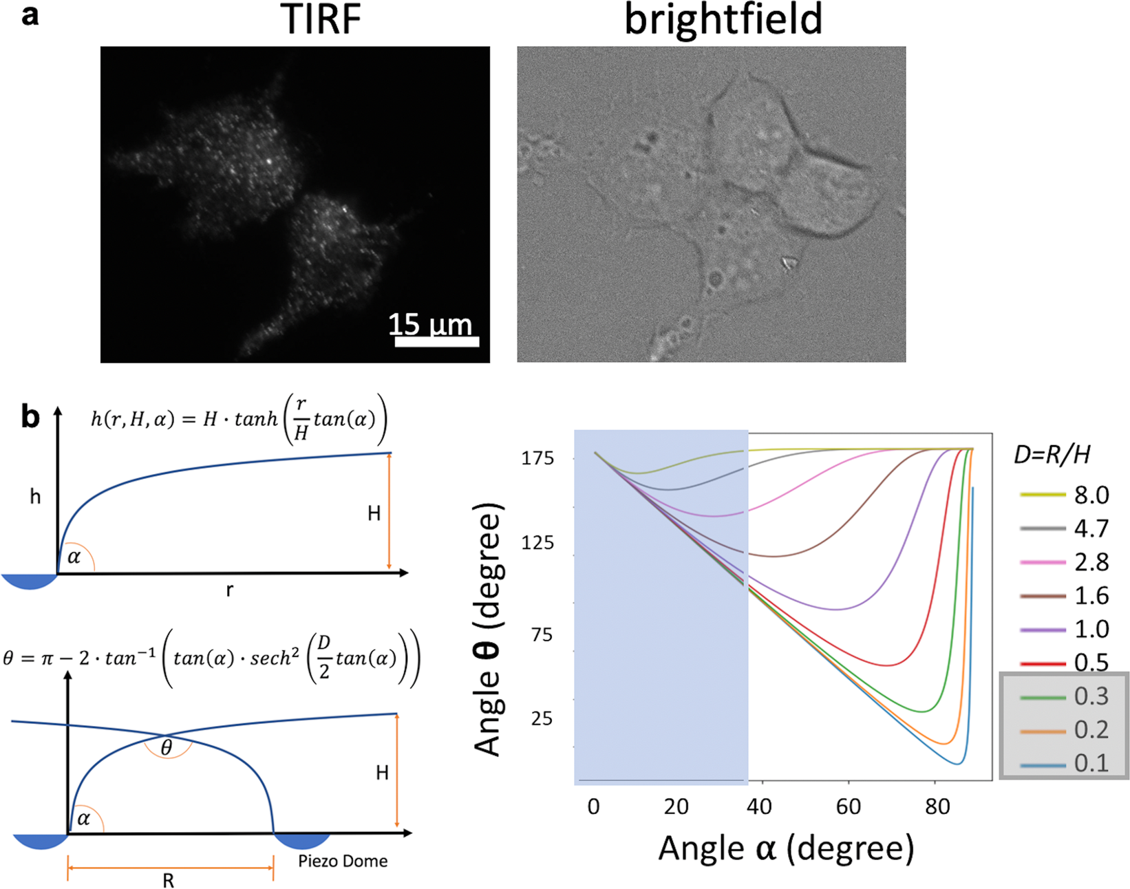 Crowding Induced Opening Of The Mechanosensitive Piezo1 Channel In Silico Communications Biology