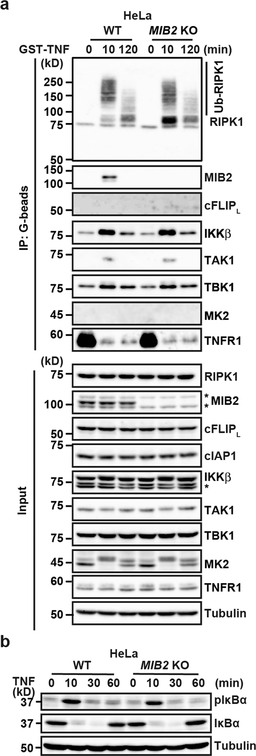 Fig. 5: TNF-induced complex I formation is not altered in WT and MIB2 KO cells.