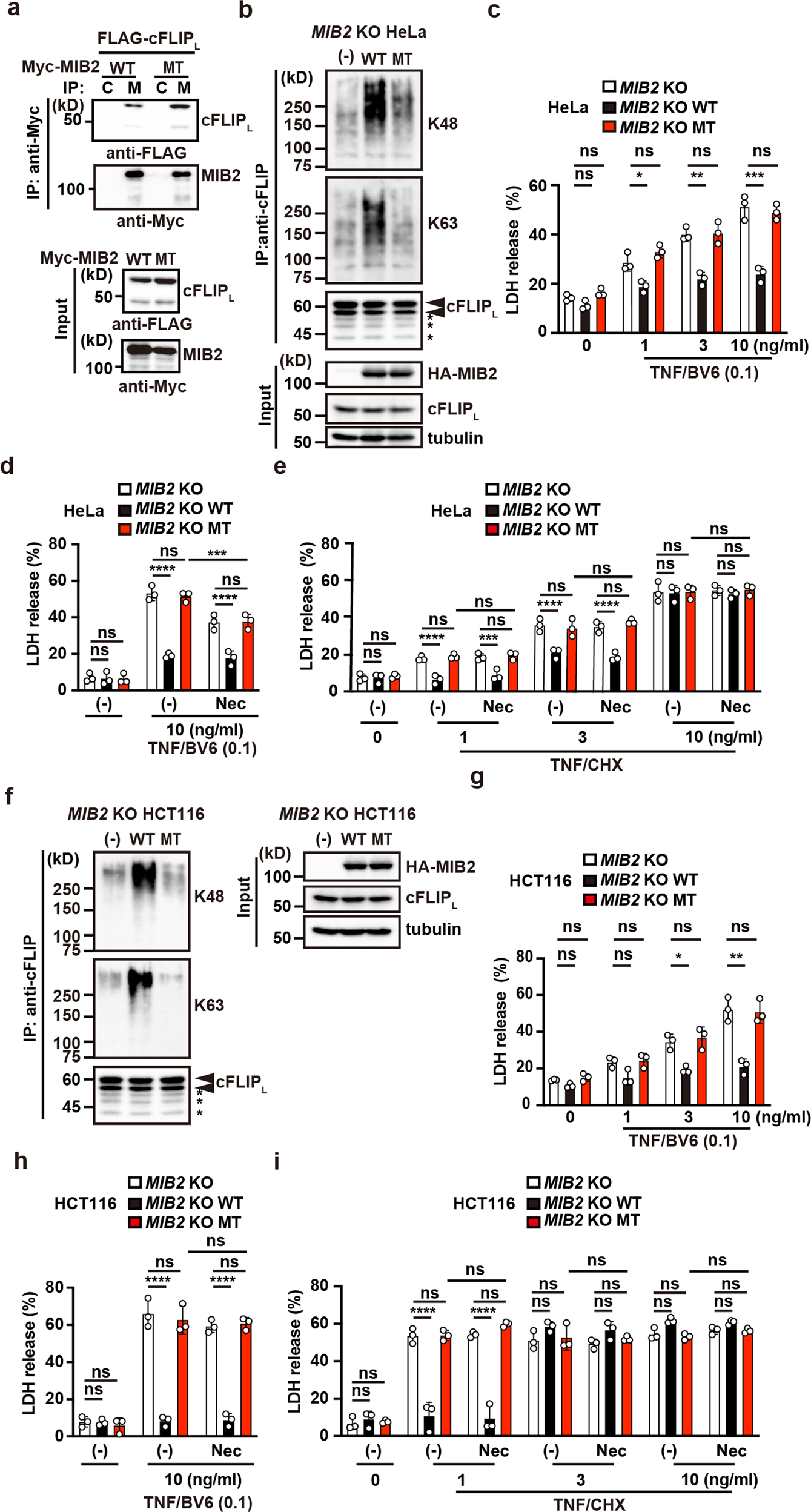 Fig. 8: Ubiquitin ligase activity of MIB2 is required for attenuation of TNF-induced apoptosis.