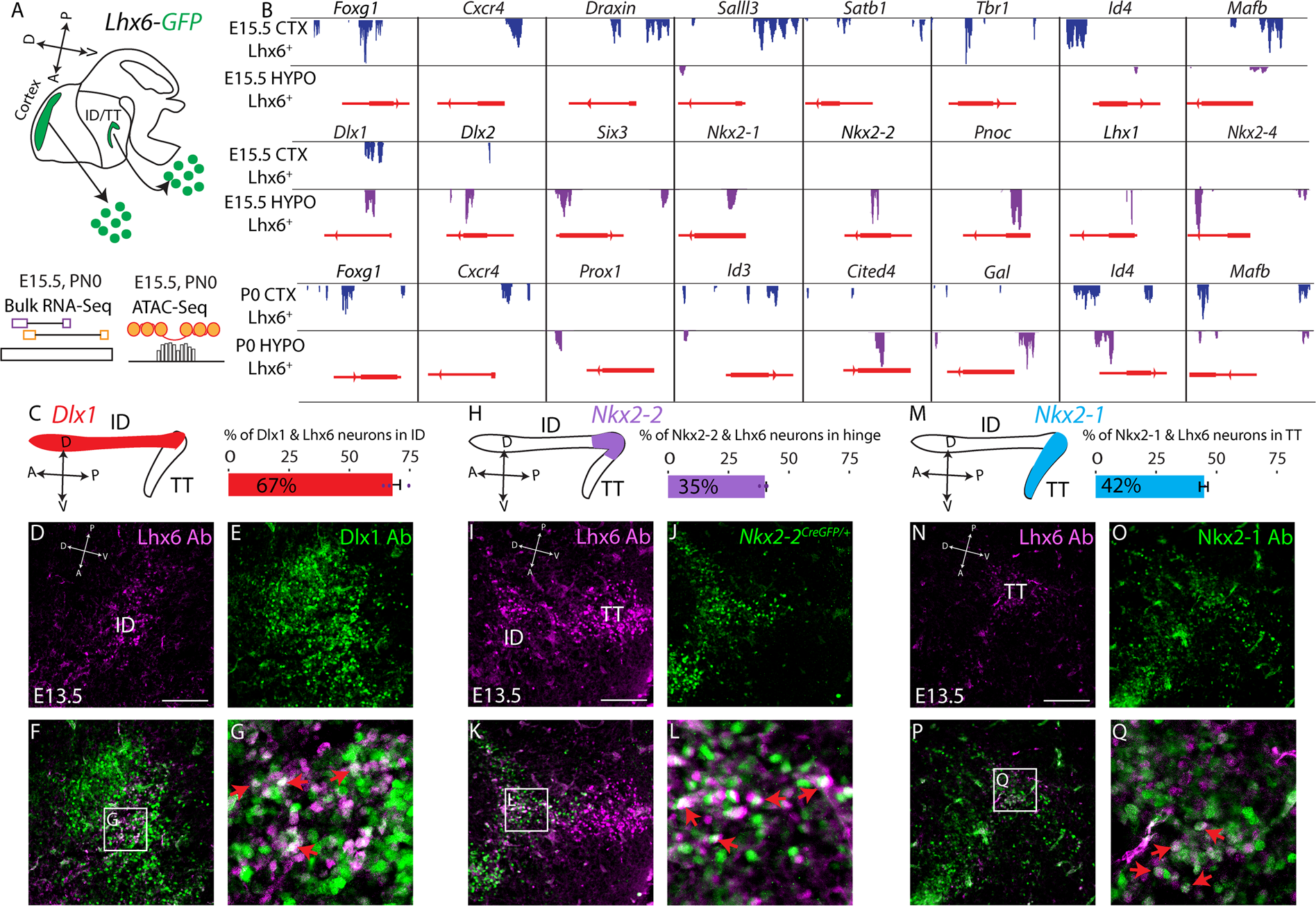 Fig. 5: Dlx1/2, Nkx2-2, and Nkx2-1 are expressed in distinct spatial domains of hypothalamic Lhx6 neurons.