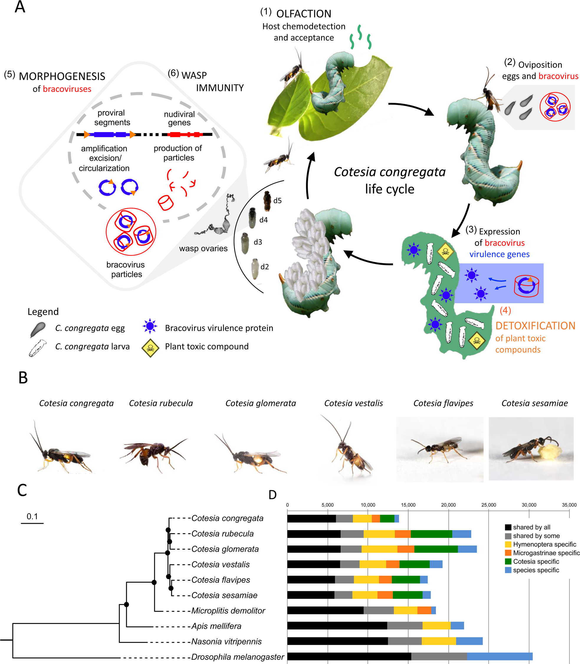 Chromosomal scale assembly of parasitic wasp genome reveals symbiotic virus  colonization | Communications Biology