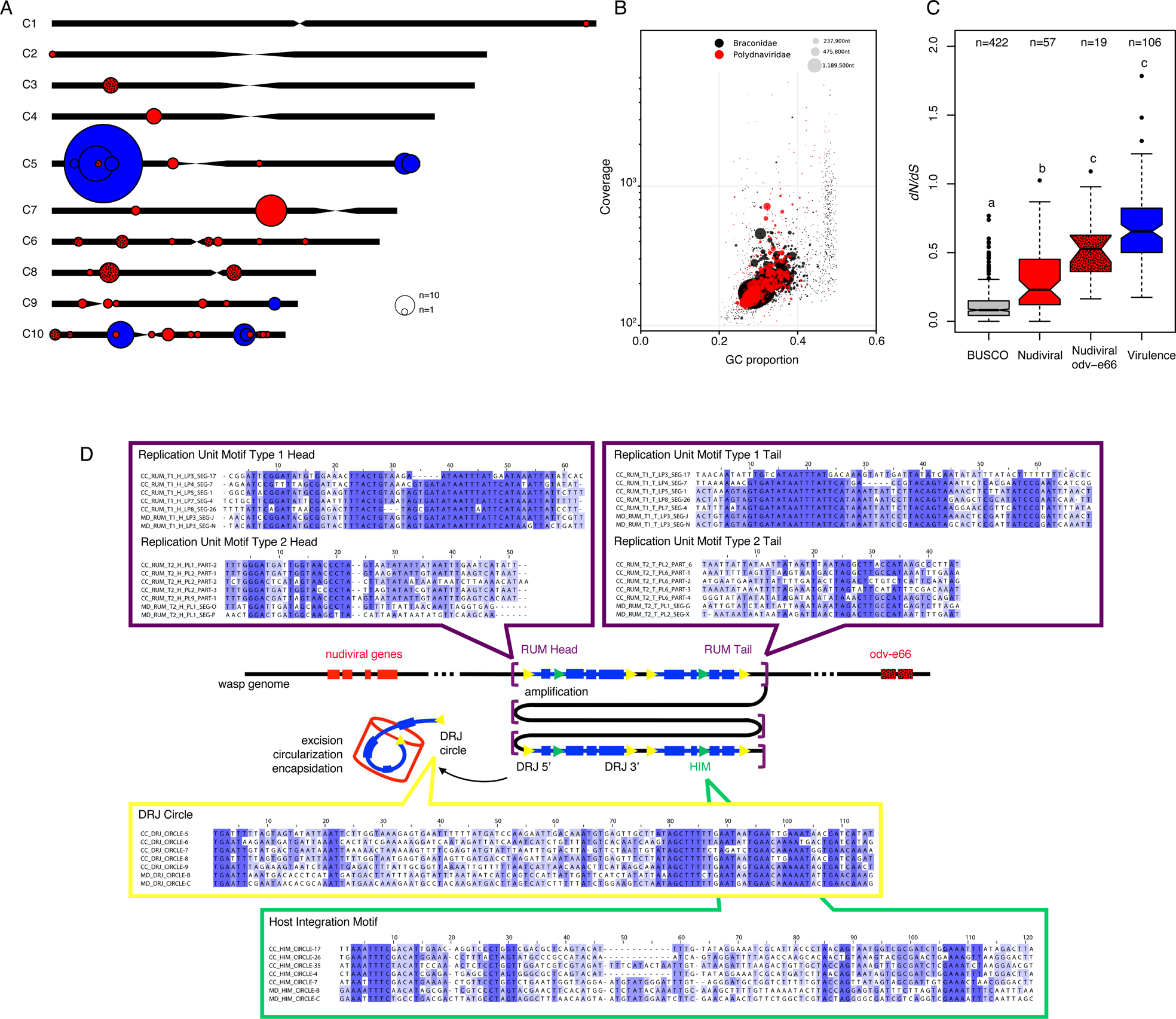 Fig. 4: Bracovirus genes and motifs architecture and evolution.