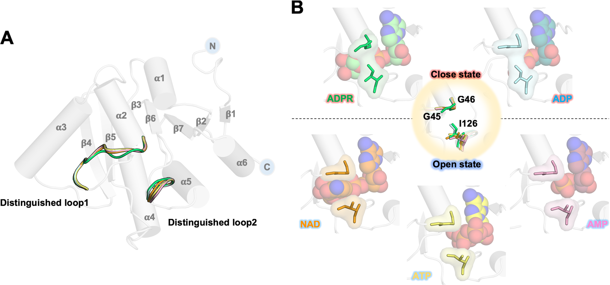 Fig. 2: Two divergences between the five structures of the MERS-CoV macro domain in complex with different NAD metabolites.