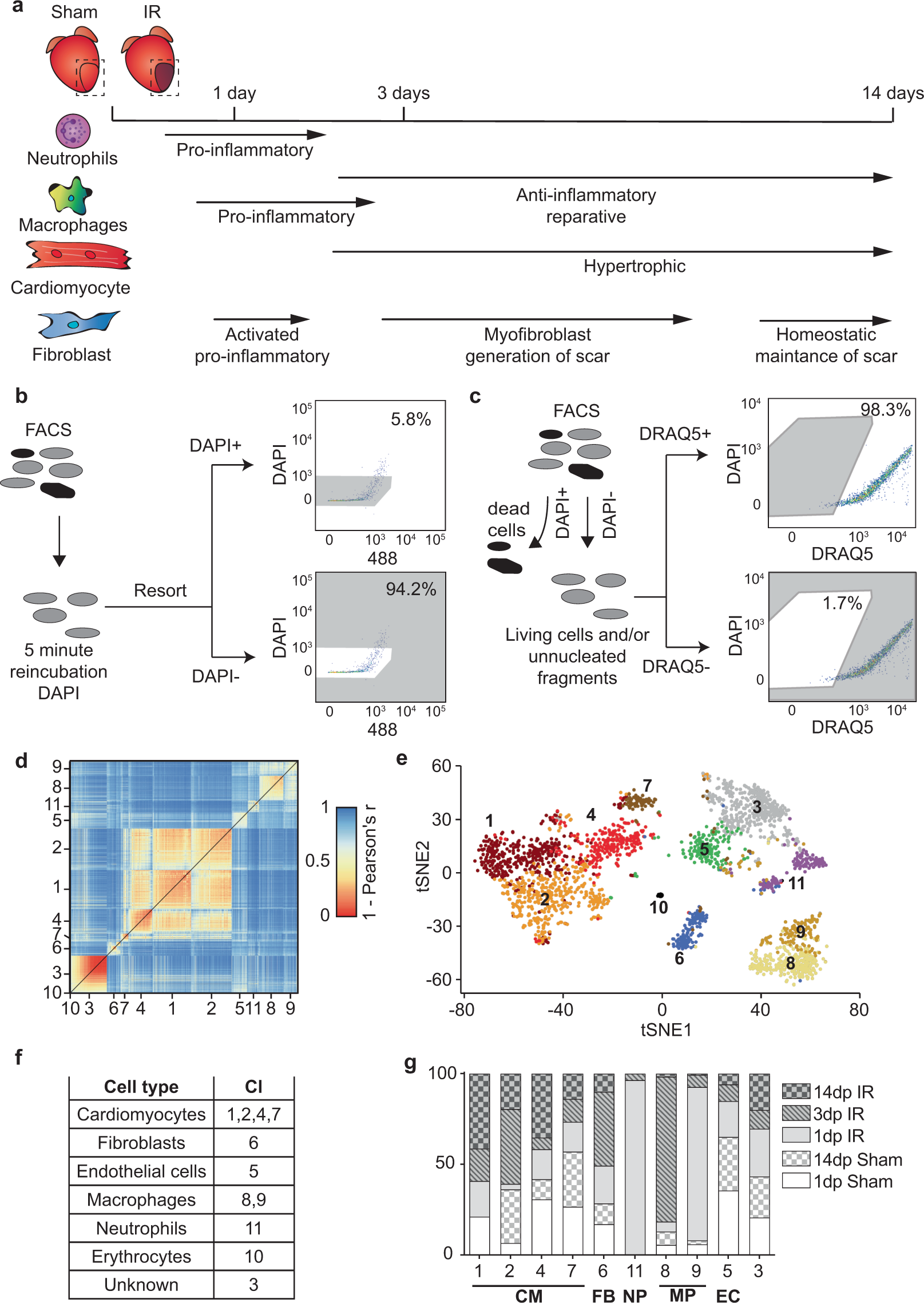 Single Cell Transcriptomics Following Ischemic Injury Identifies A Role For B2m In Cardiac Repair Communications Biology Single Cell Transcriptomics Following Ischemic Injury Identifies A Role For B2m In Cardiac Repair Communications Biology