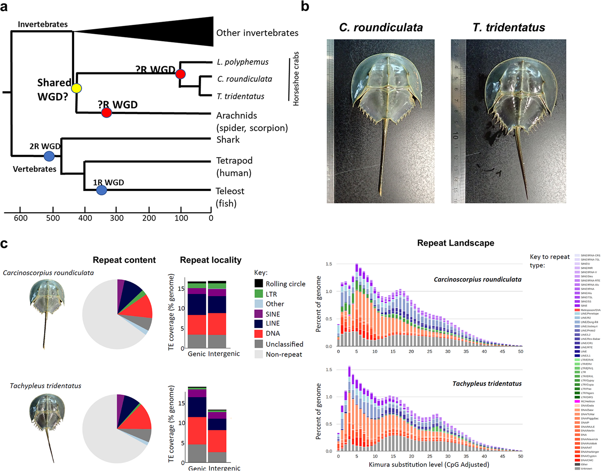 Horseshoe Crab Genomes Reveal The Evolution Of Genes And Micrornas After Three Rounds Of Whole Genome Duplication Communications Biology