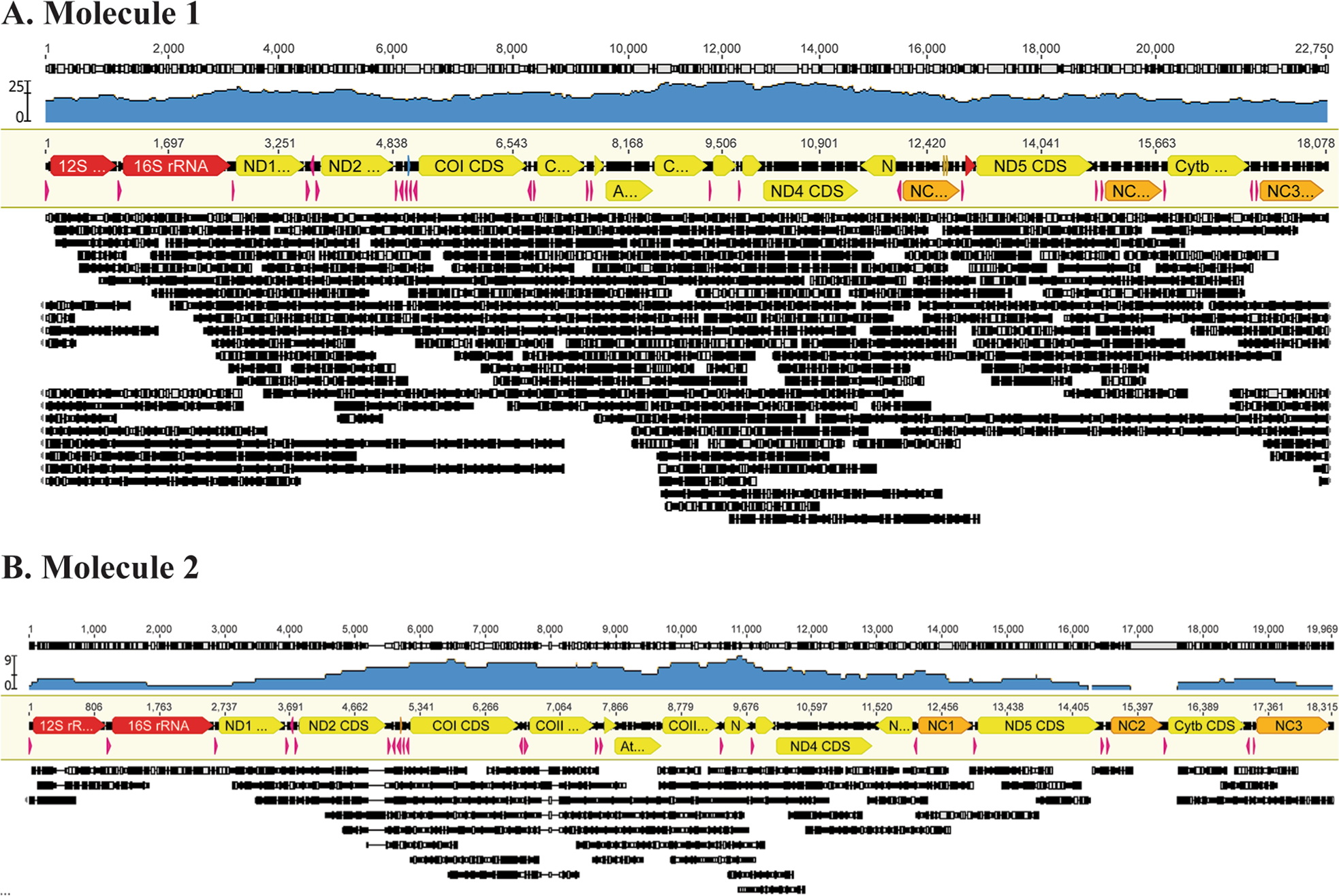 Fig. 2: Oxford Nanopore coverage of Lady Alice Island mt-genomes (M1 and M2).