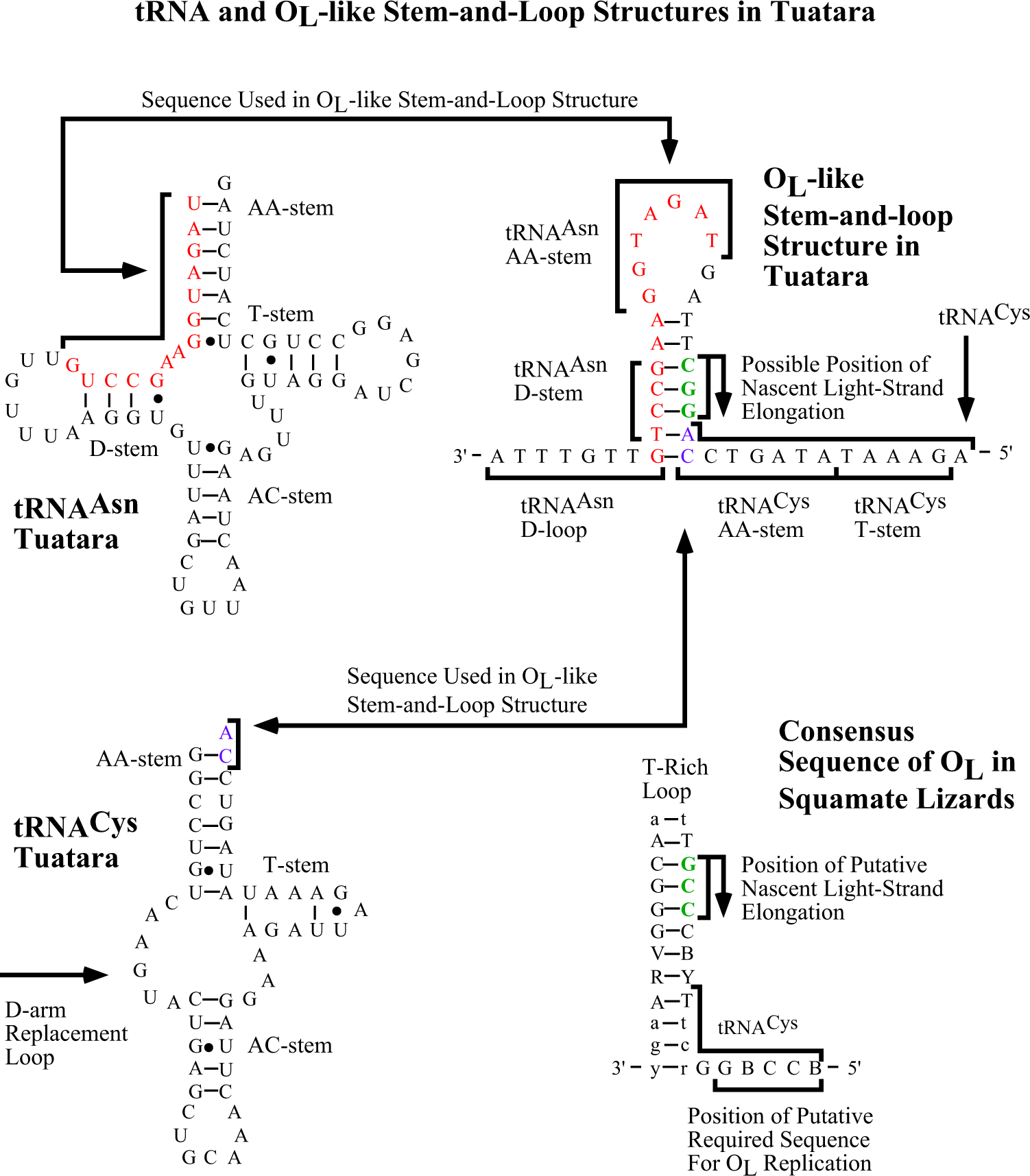 Fig. 4: Secondary structures in the region of the light strand replication origin (OL) in the Tuatara (Sphenodon punctatus).