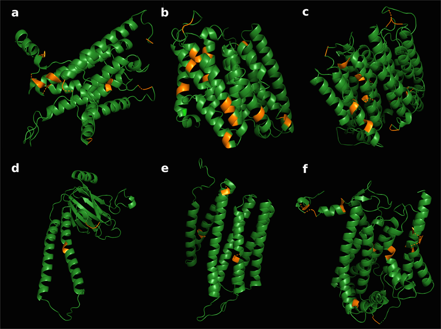 Fig. 6: Positive selection of amino acids in protein structure.