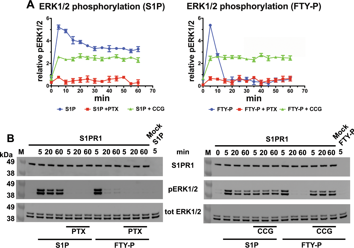 Combinatorial Allosteric Modulation Of Agonist Response In A Self Interacting G Protein Coupled Receptor Communications Biology
