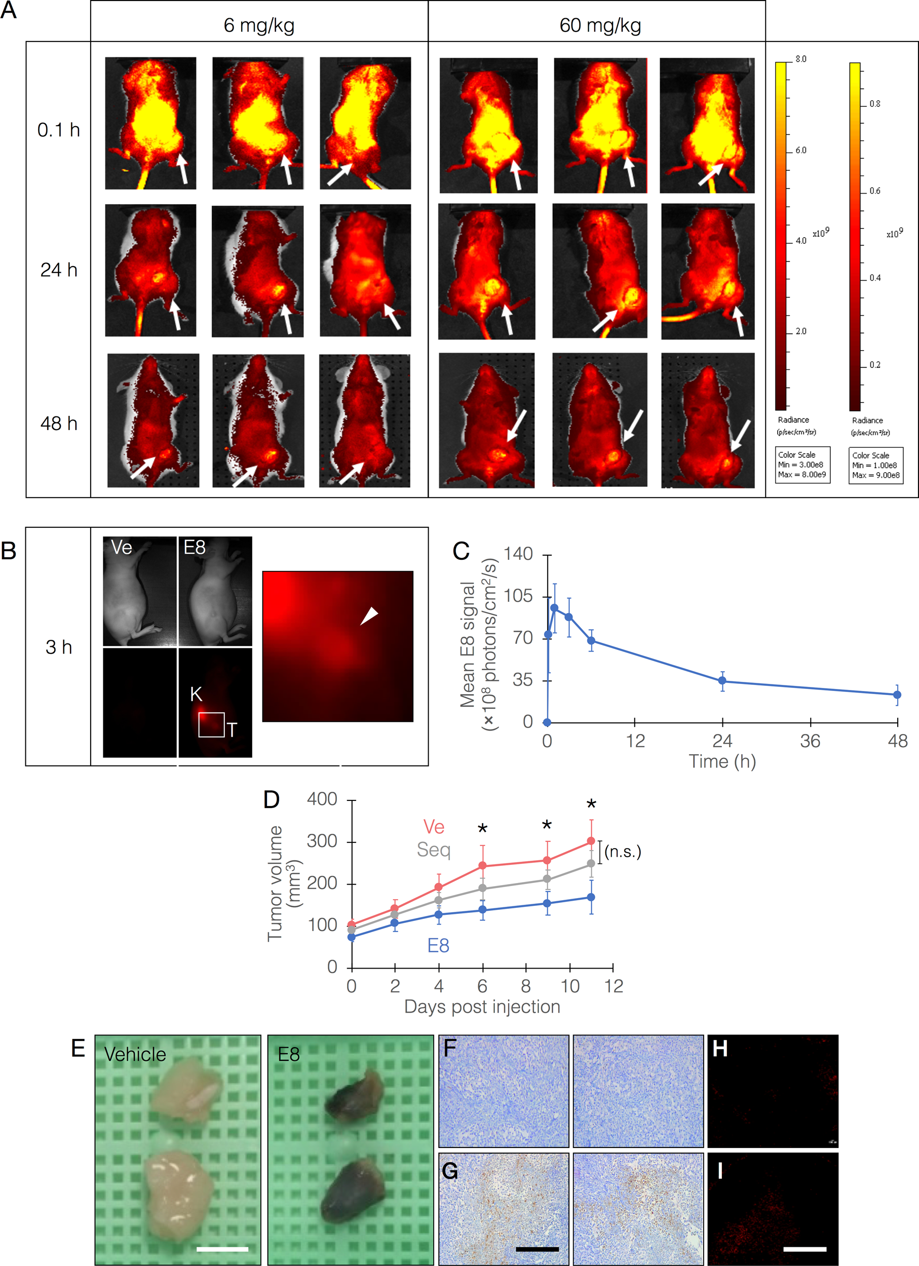 Fig. 3: E8 biodistribution and efficacy in an animal model.