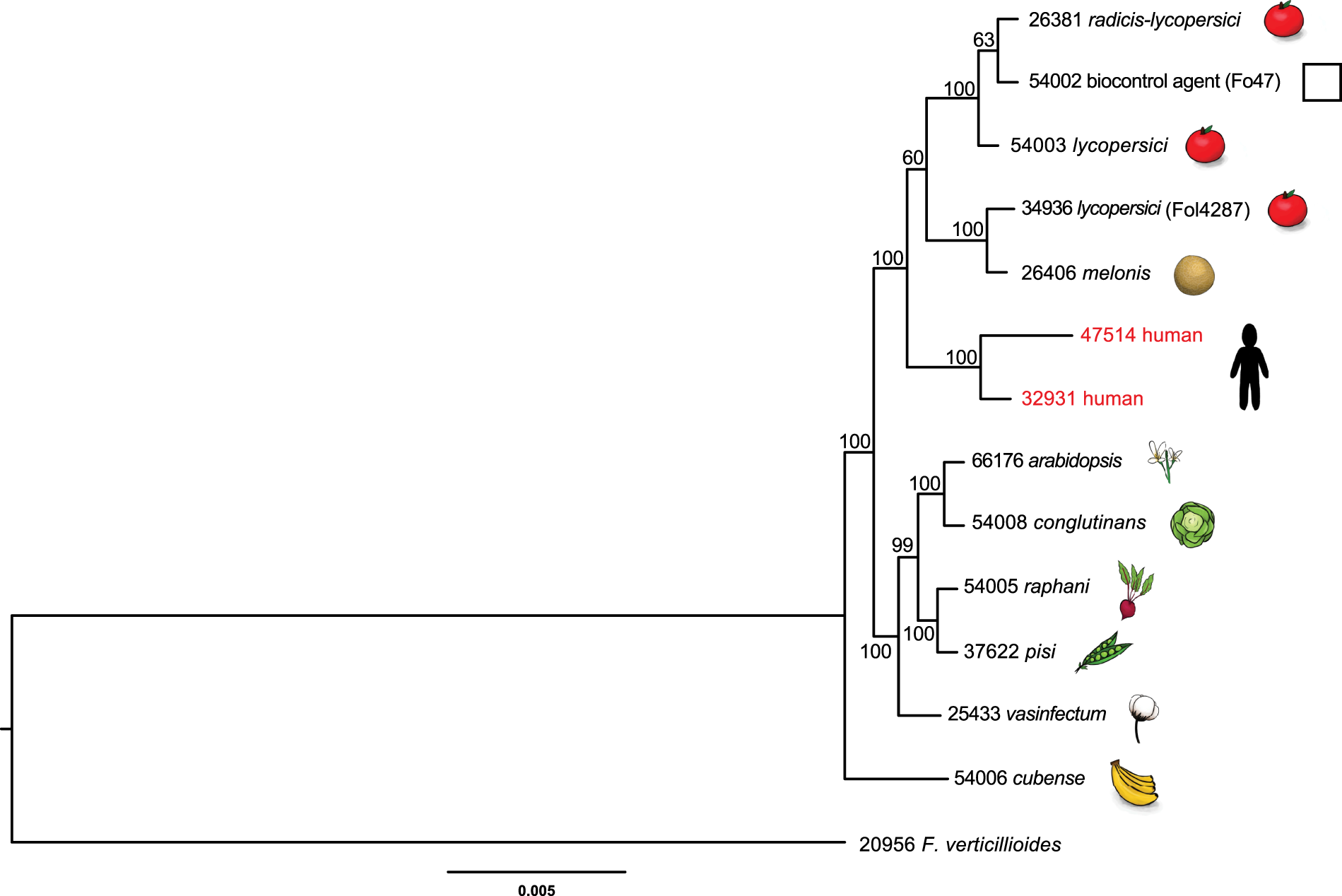 The genome of opportunistic fungal pathogen Fusarium oxysporum carries a  unique set of lineage-specific chromosomes | Communications Biology