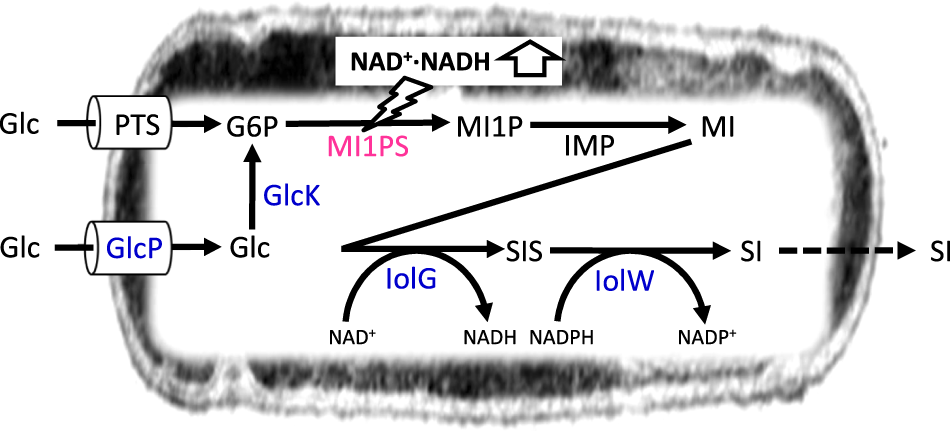 Comparison of Three Amyloid Assembly Inhibitors: The Sugar scyllo