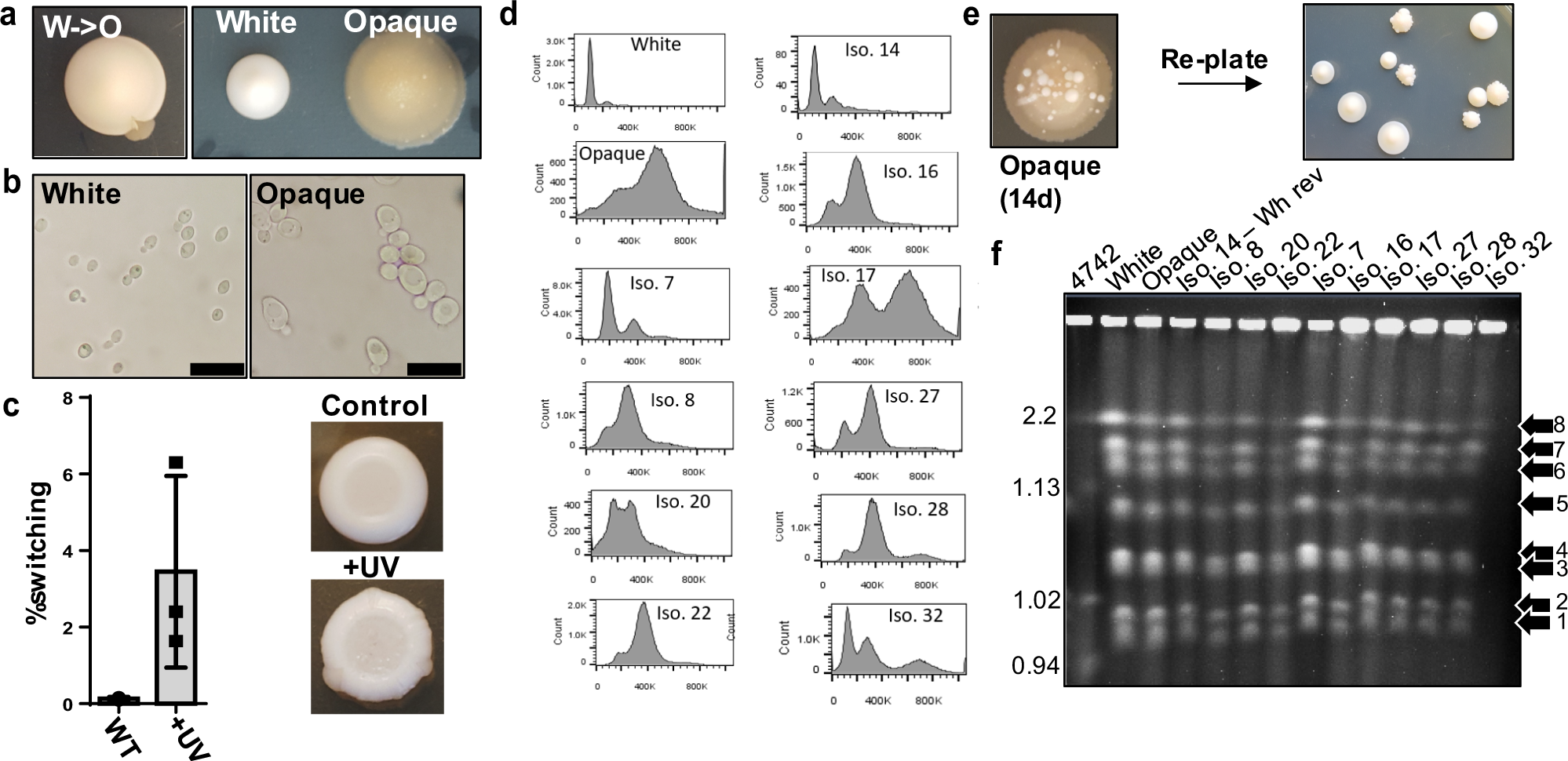 A white-to-opaque-like phenotypic switch in the yeast Torulaspora  microellipsoides | Communications Biology