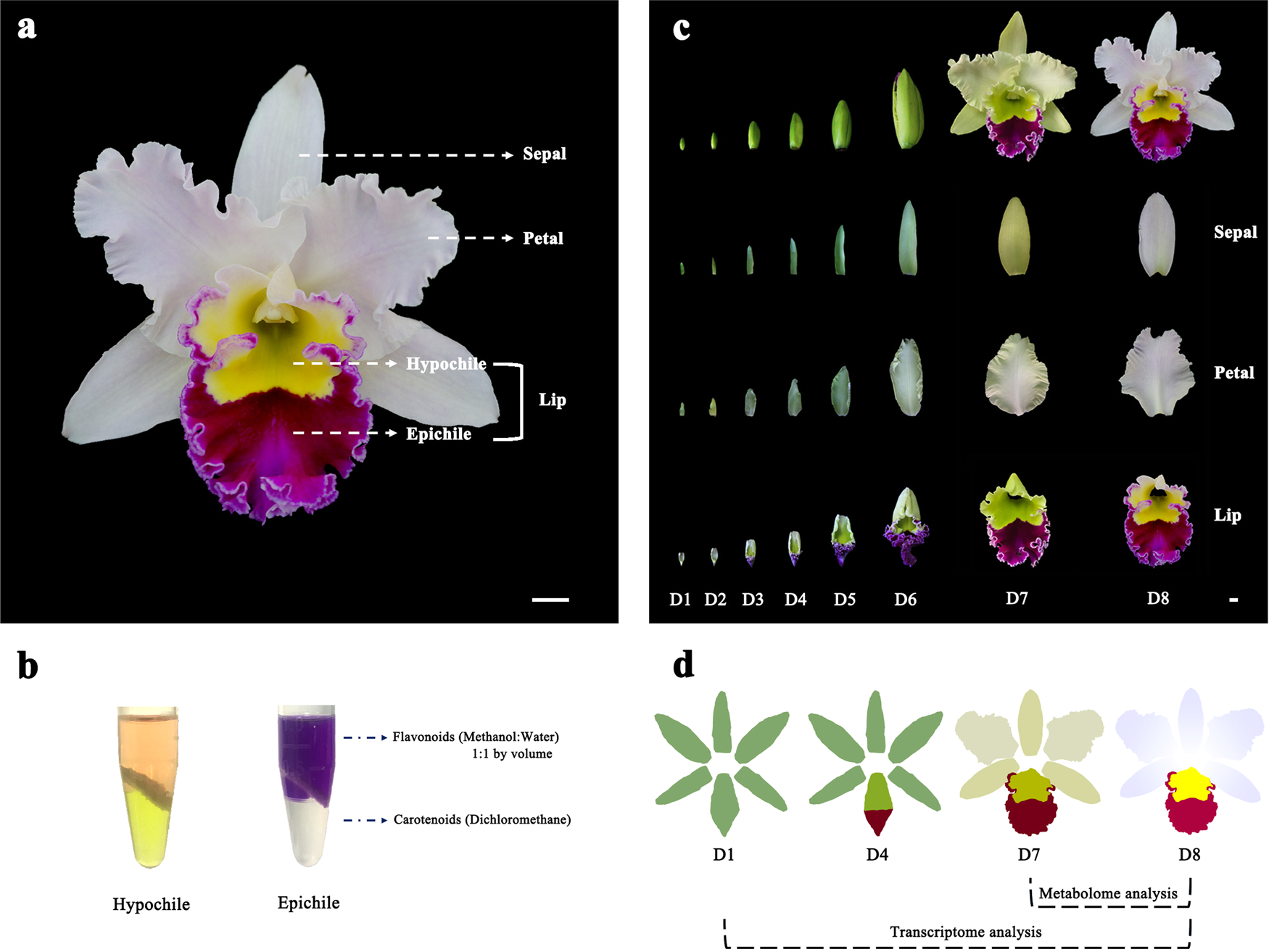 New Insight Into The Molecular Mechanism Of Colour Differentiation