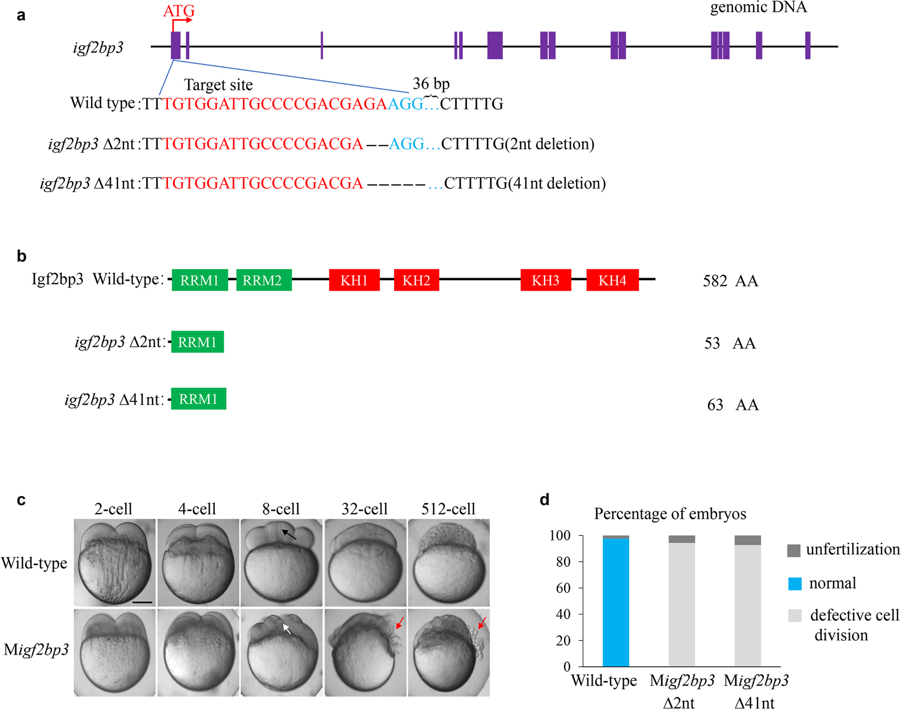 In situ hybridization analysis of mRNAs for Egam1c and the Prl gene