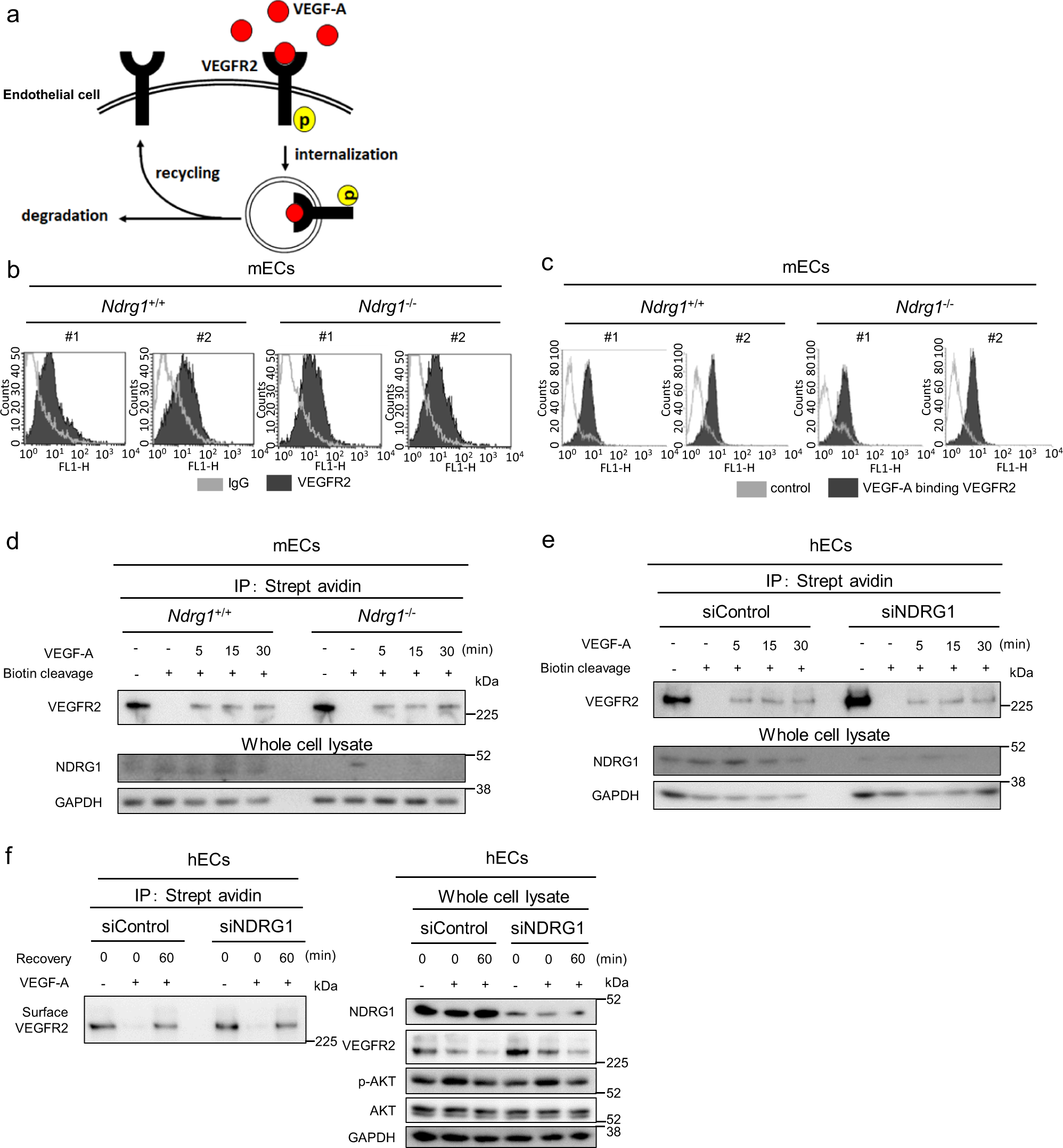 Fig. 4: NDRG1 deficiency does not affect early process of VEGF-A signaling.