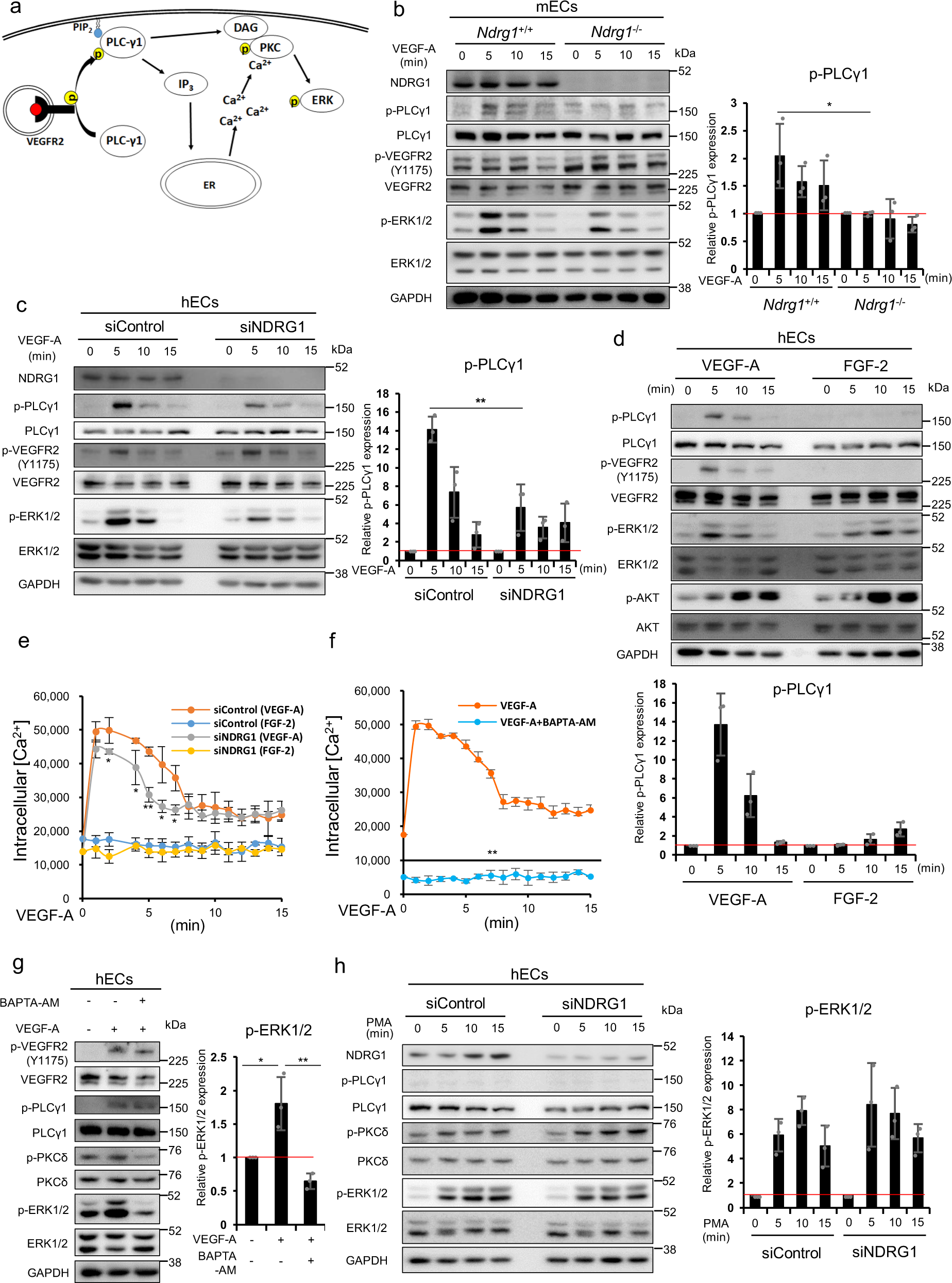 Fig. 5: NDRG1 deficiency impairs VEGF-A signaling by decreasing PLCγ1 activation.