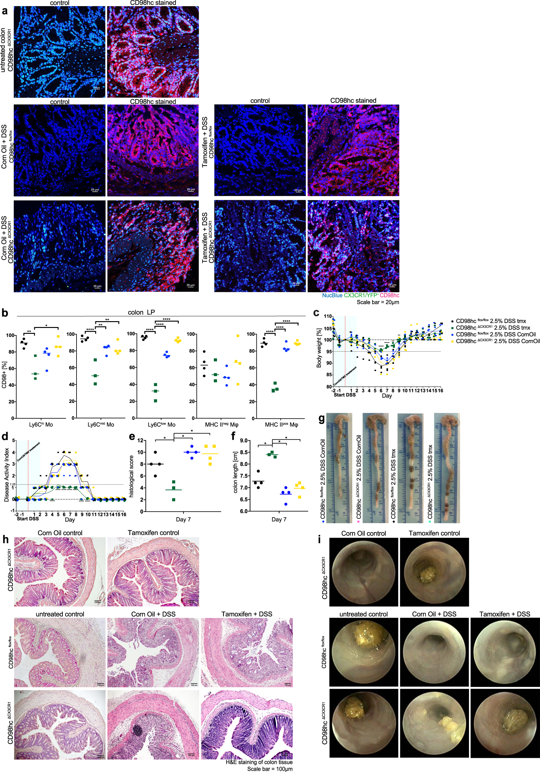 Fig. 4: Conditional deletion of CD98hc in monocytes and macrophages leads to attenuated colitis.