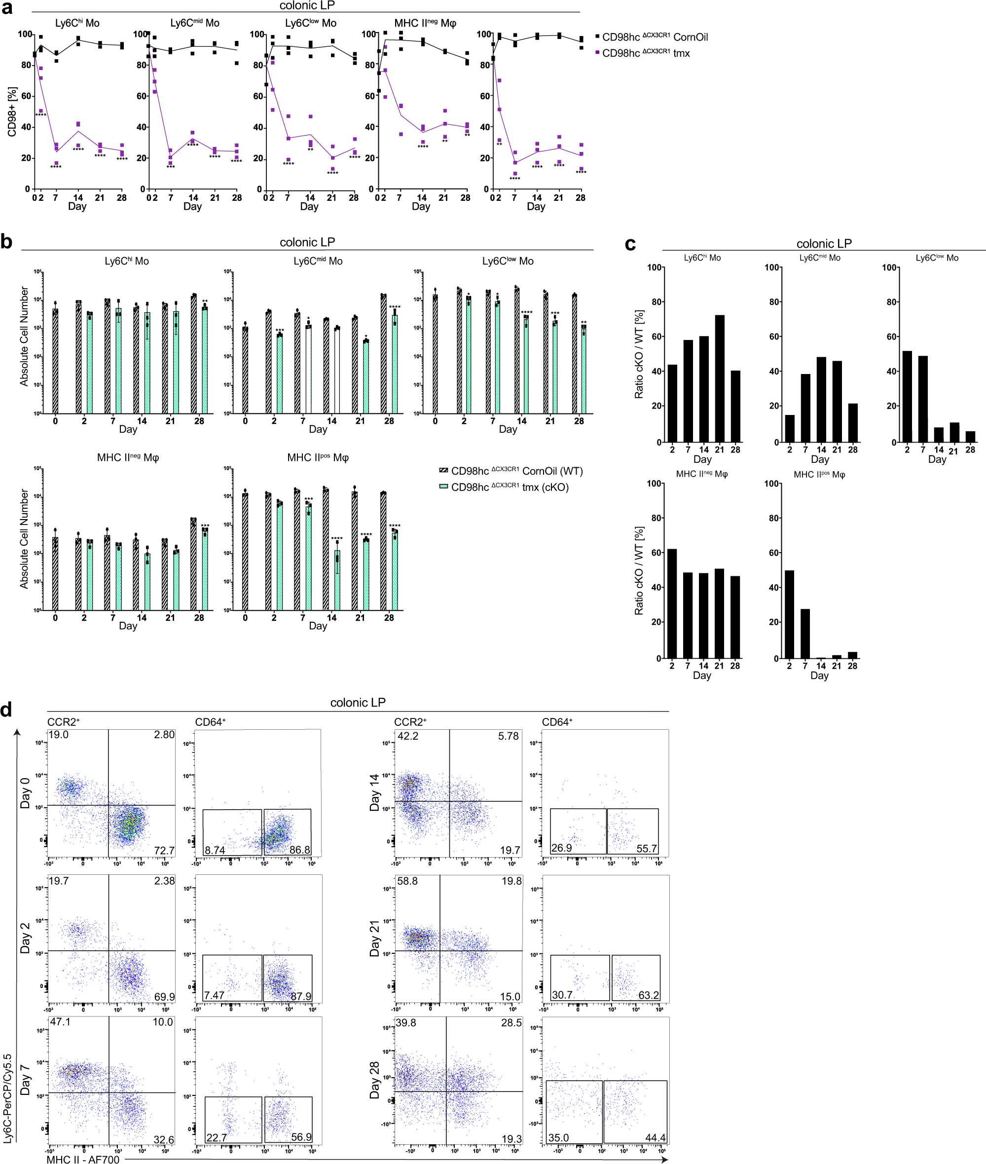 Fig. 7: Deletion of CD98hc in monocytes and macrophages leads to reduced macrophage numbers in the colonic lamina propria.