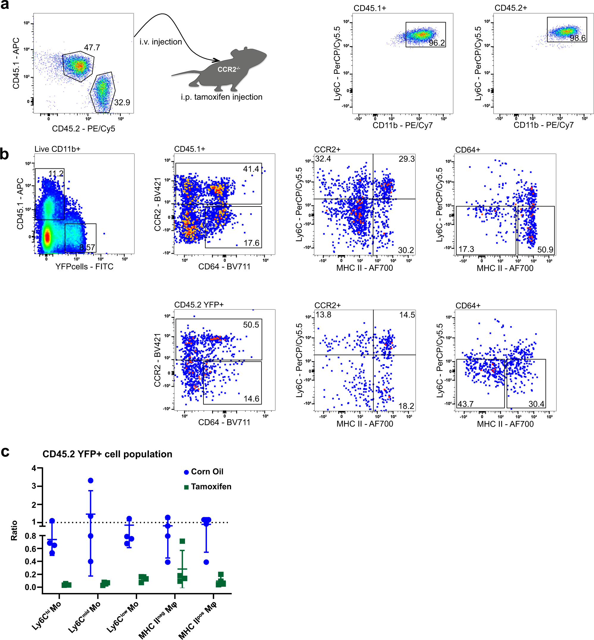 Fig. 8: Deletion of CD98hc leads to reduced MHCII+ macrophages in competitive adoptive BM monocyte transfer experiments.