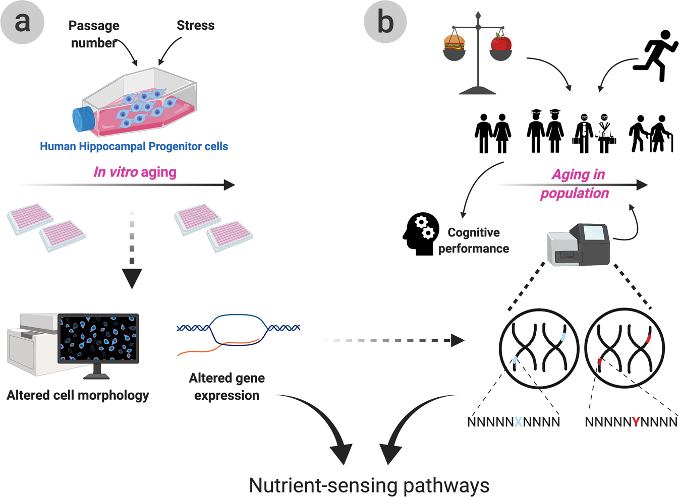 Lifestyle Mediates The Role Of Nutrient Sensing Pathways In Cognitive Aging Cellular And Epidemiological Evidence Communications Biology