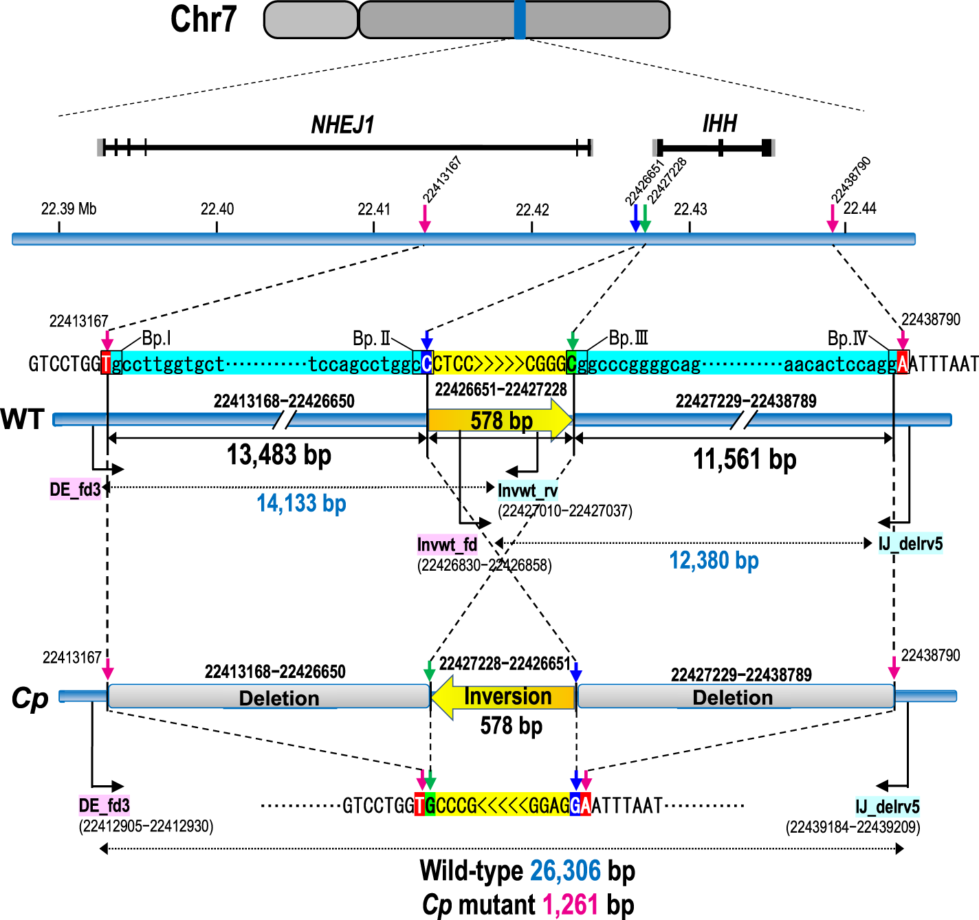 Fig. 2: Genomic structures of the wild-type (WT) and Creeper (Cp) alleles at the Cp locus.