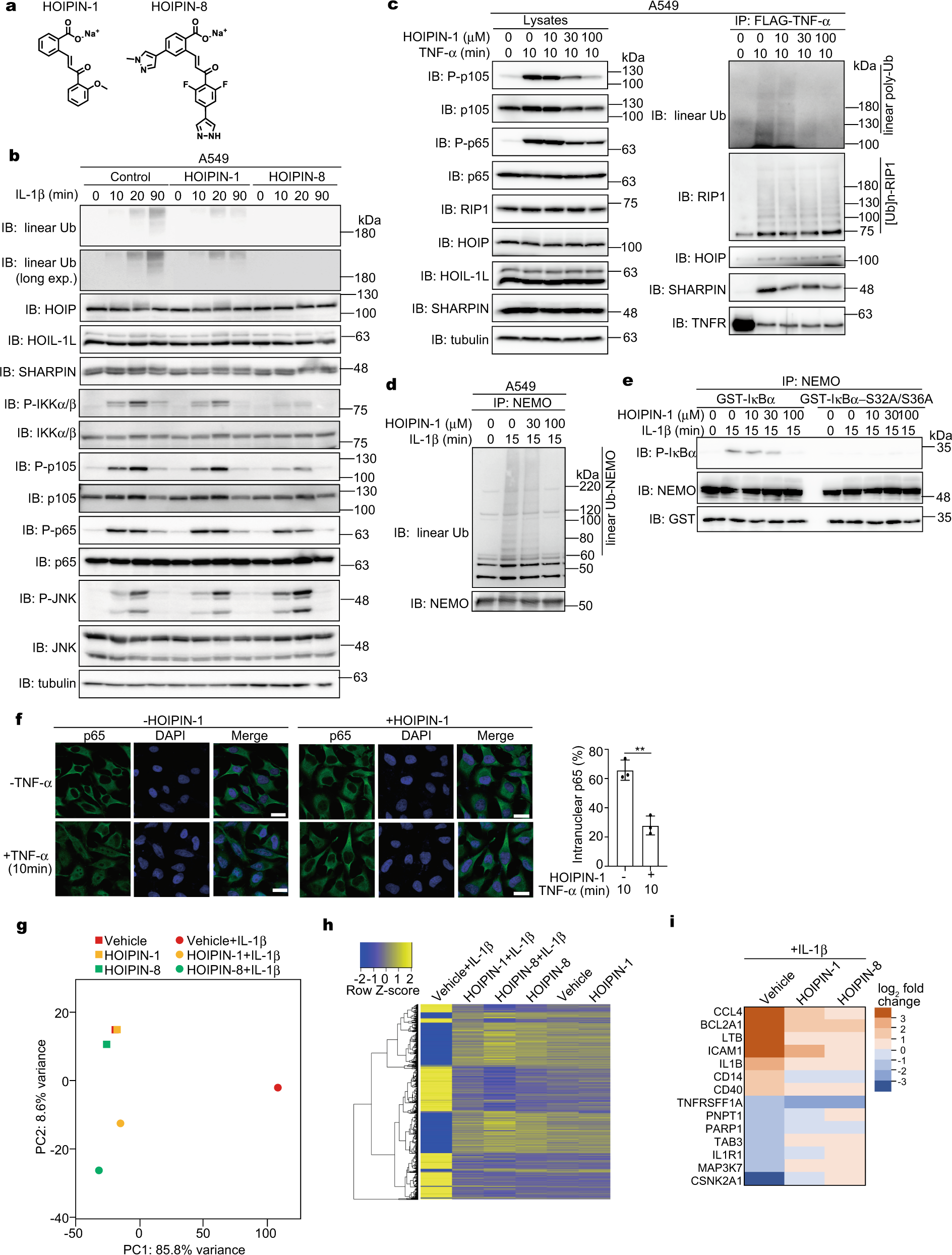 Fig. 1: HOIPINs inhibit inflammatory cytokine-induced NF-κB activation.