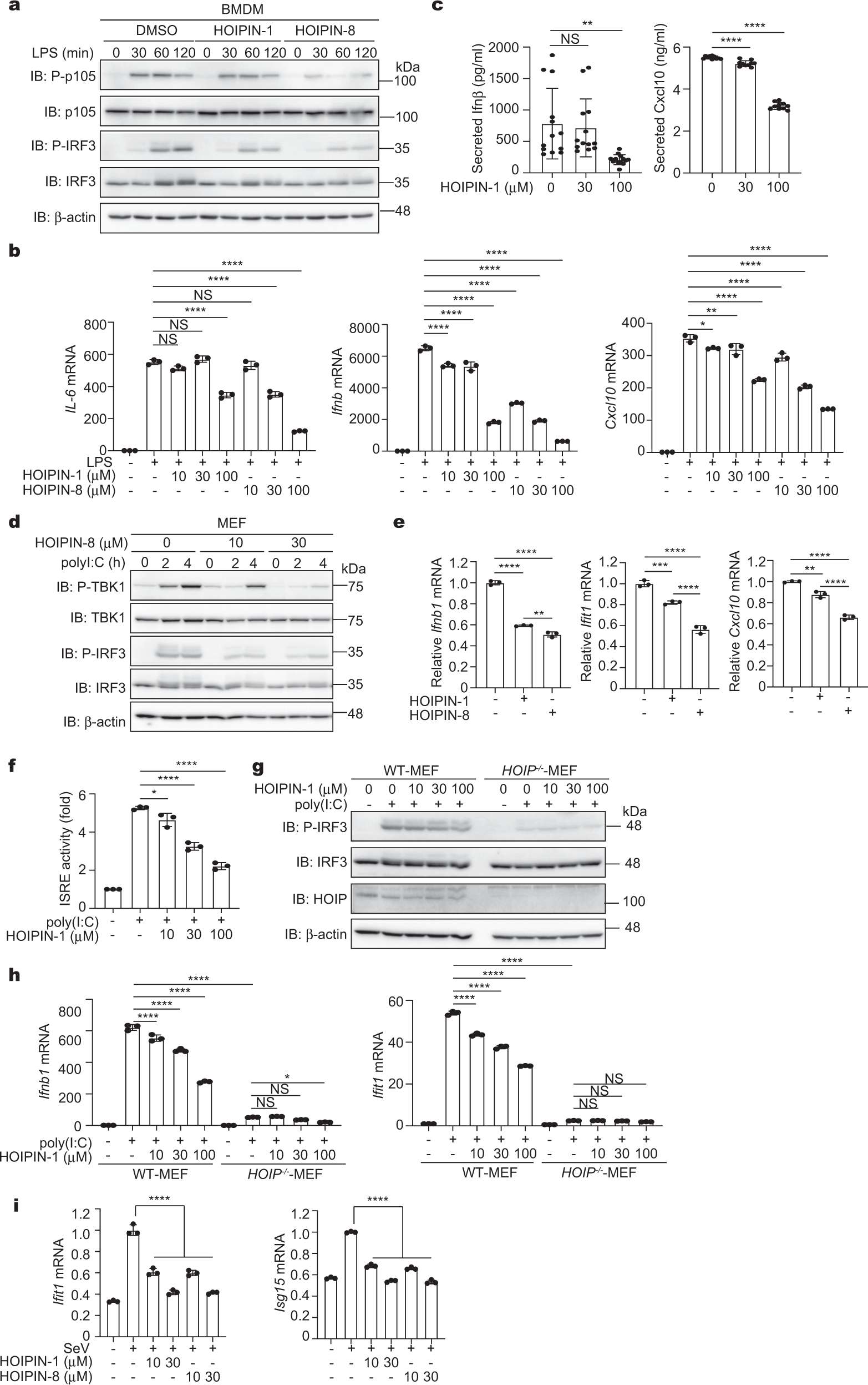 Fig. 2: HOIPINs inhibit PAMPs-induced activation of NF-κB and IFN antiviral pathways.