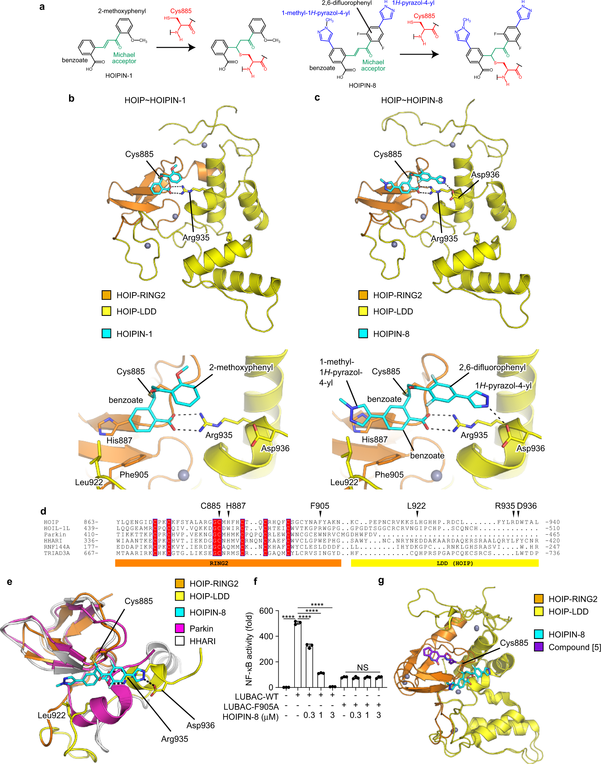 Fig. 4: Structural basis for the selective inhibitory effects of HOIPINs on LUBAC.