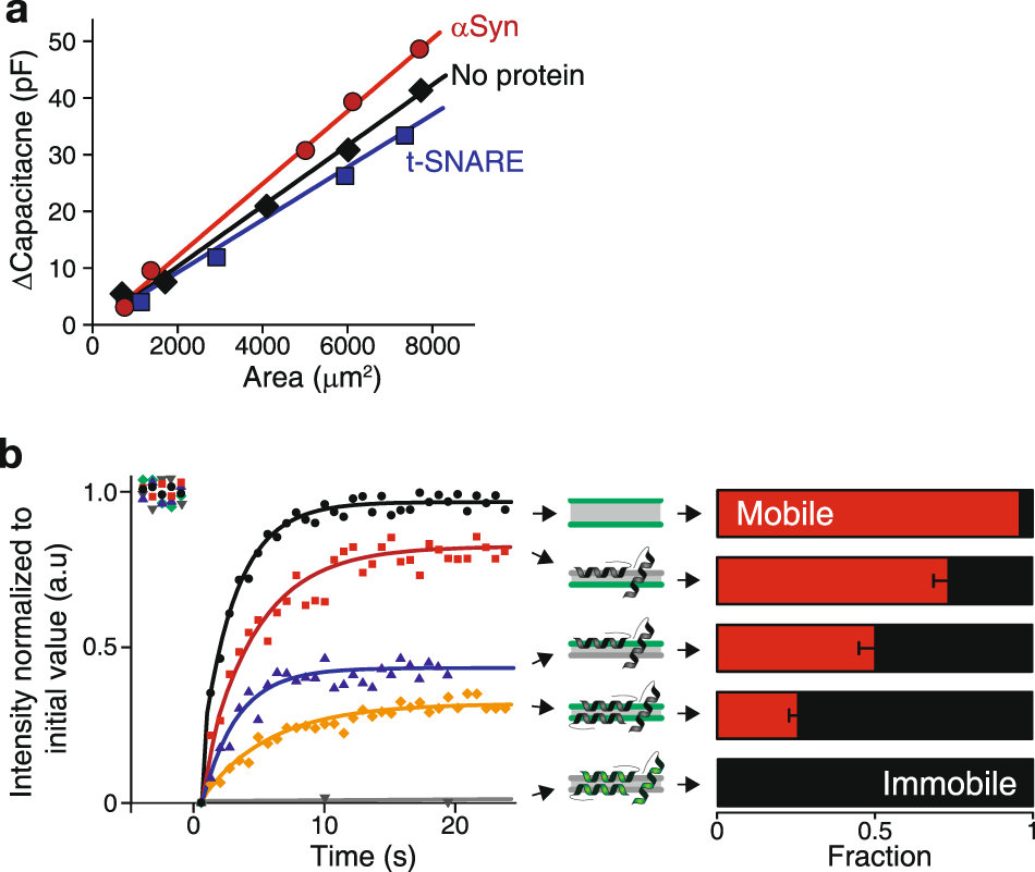 Fig. 4: Capacitance increase and freezing of the membrane upon binding of αSyn.