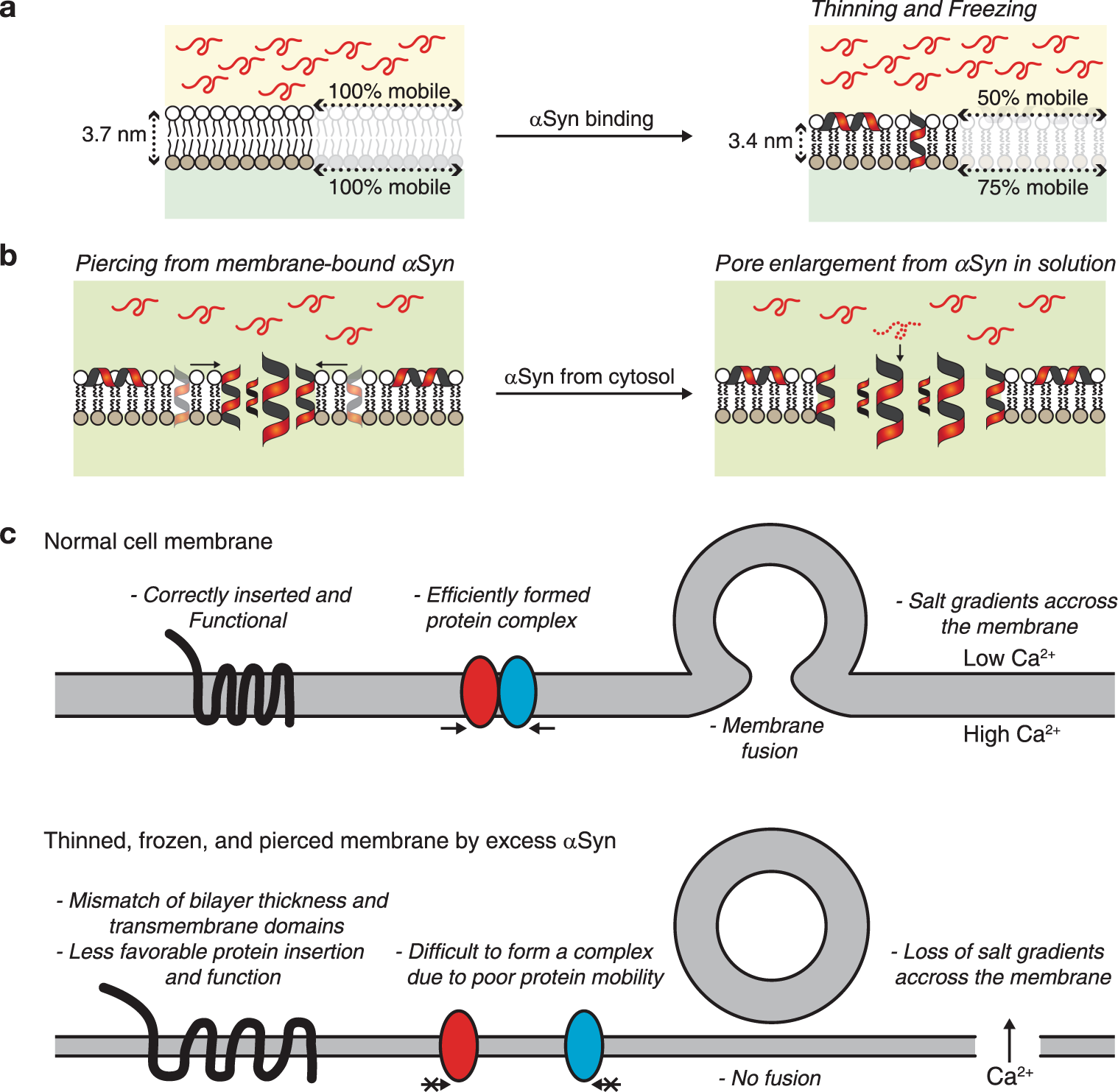 Fig. 5: Mechanism of αSyn-mediated membrane alteration and cell malfunction.