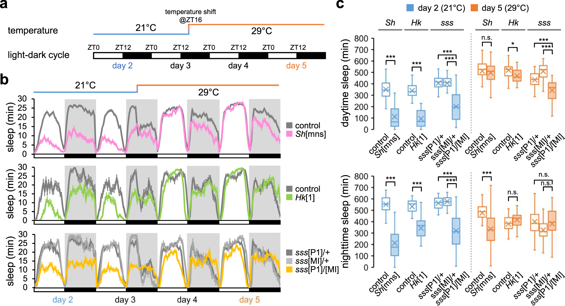 Fig. 1: Sh and Hk mutants display short sleep phenotypes in a temperature-sensitive manner.