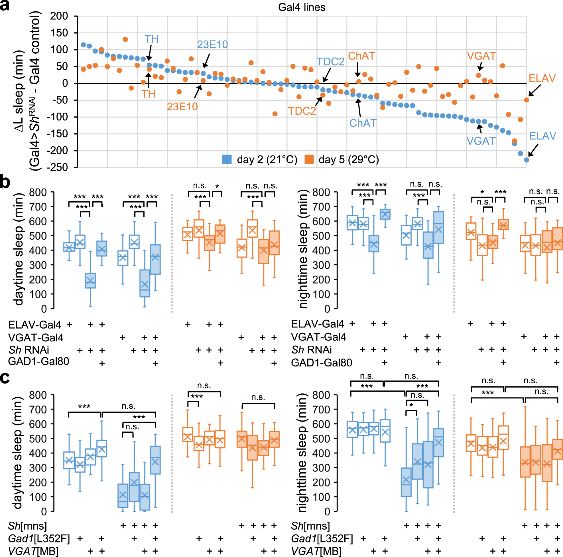 Fig. 3: Sh acts in GABAergic neurons to promote sleep likely via GABA transmission.