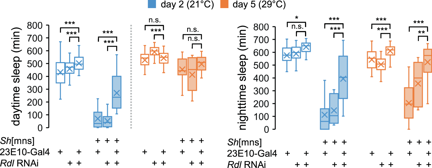 Fig. 4: Ionotropic GABA receptor Rdl in dFSB neurons acts downstream of Sh to suppress sleep.
