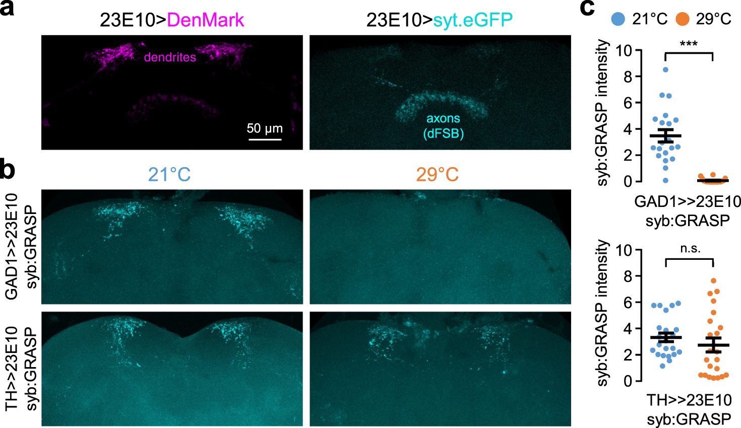 Fig. 5: GABAergic synapses, but not dopaminergic synapses, onto dFSB neurons display temperature-sensitive activity.