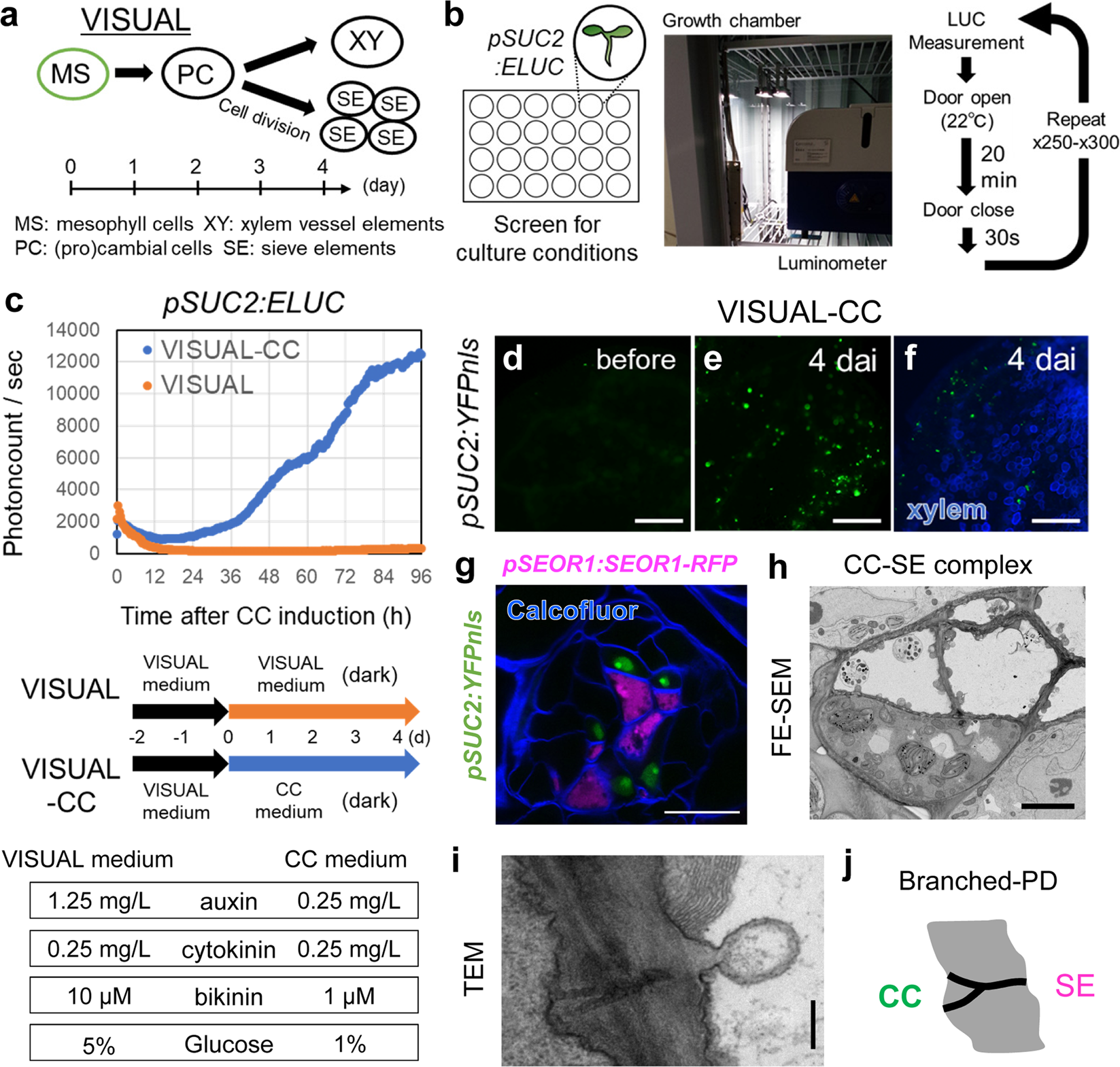 Fig. 1: VISUAL-CC is a new method for inducing SE–CC complexes.