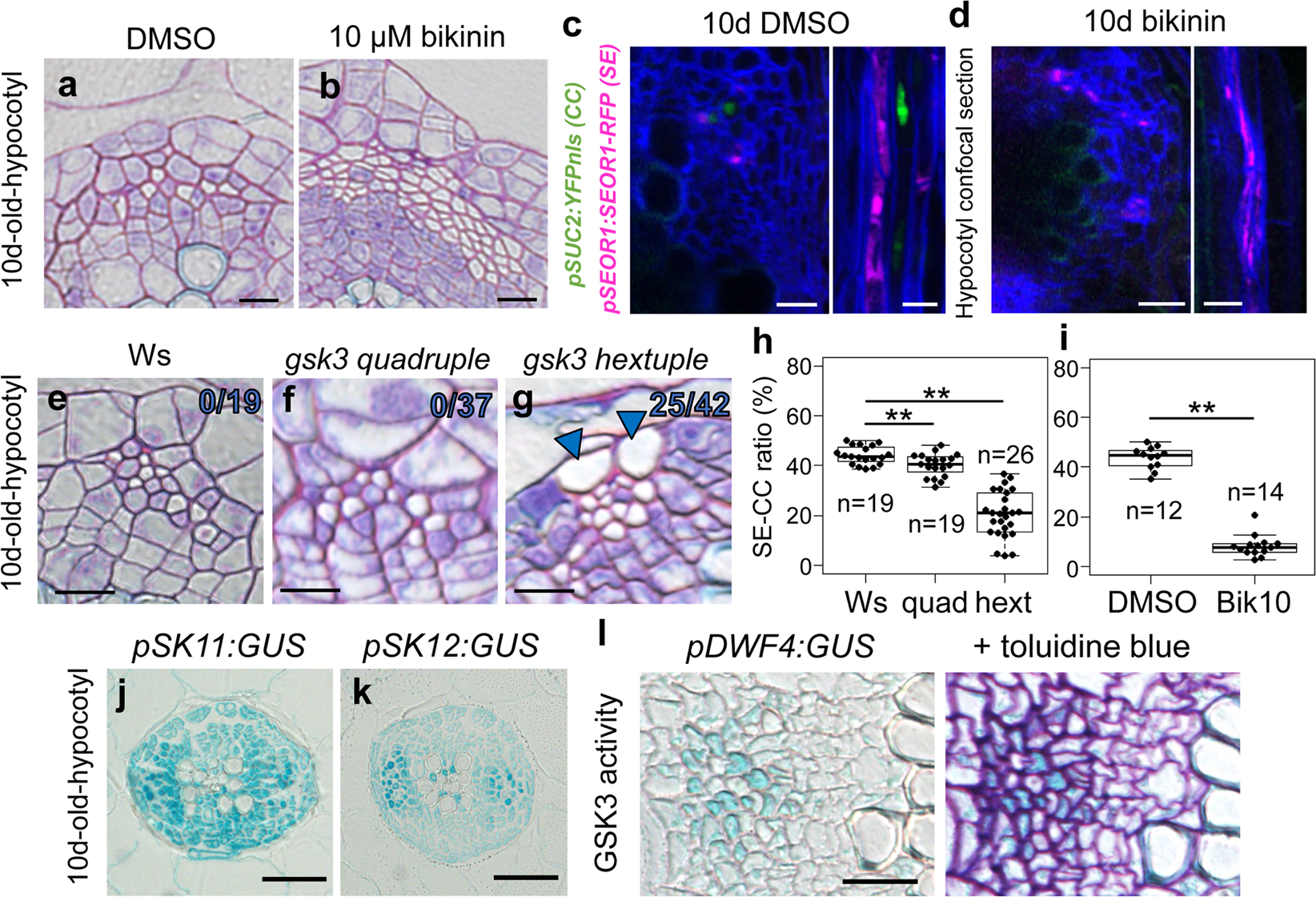 Fig. 4: Reduction of GSK3 activity decreases the CC ratio in planta.
