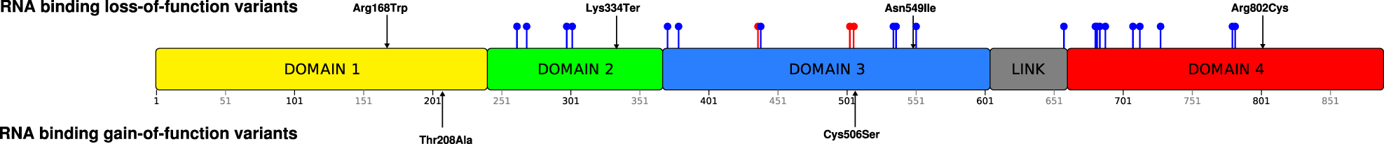 Fig. 2: Schematic diagram of the ACO1 protein domain structure.